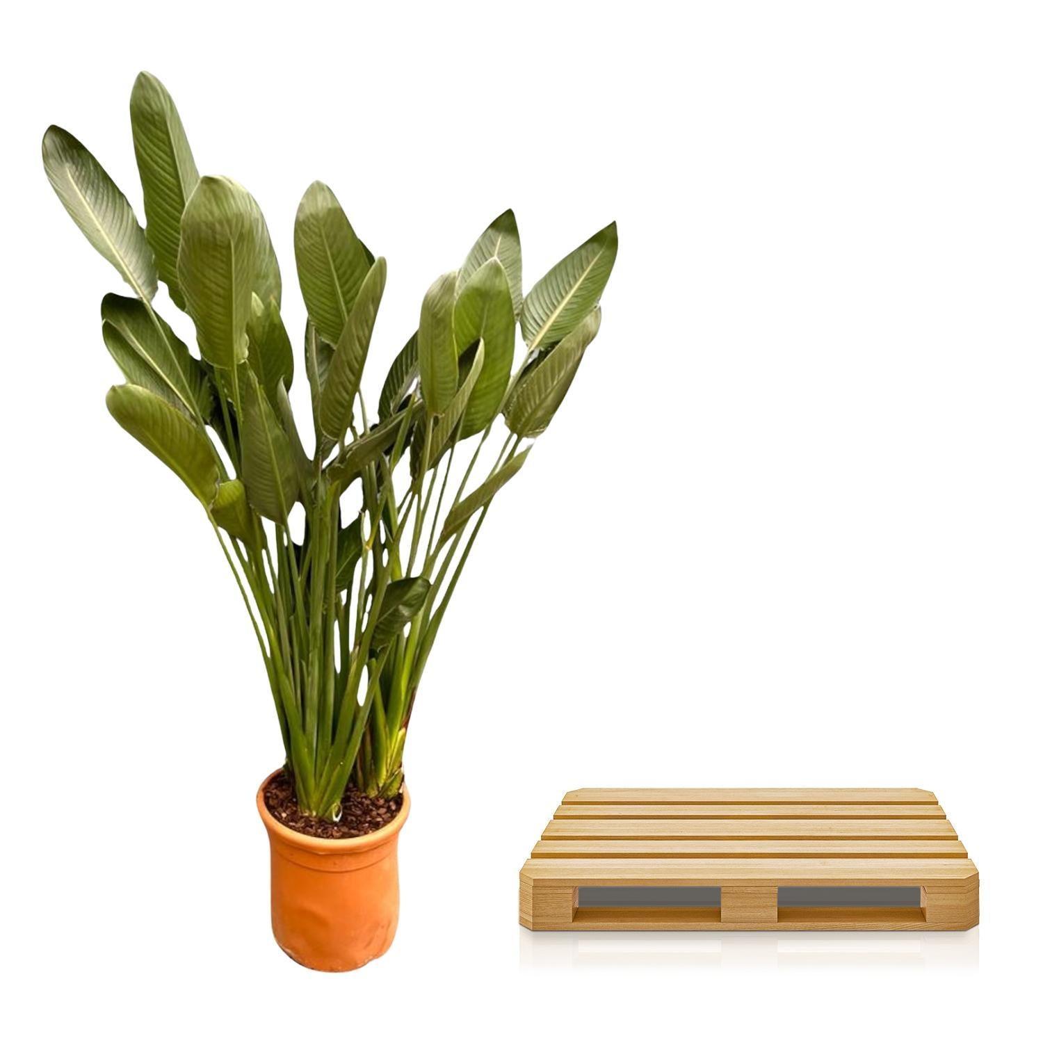 Strelitzia Reginae XL – 180 cm – ø50