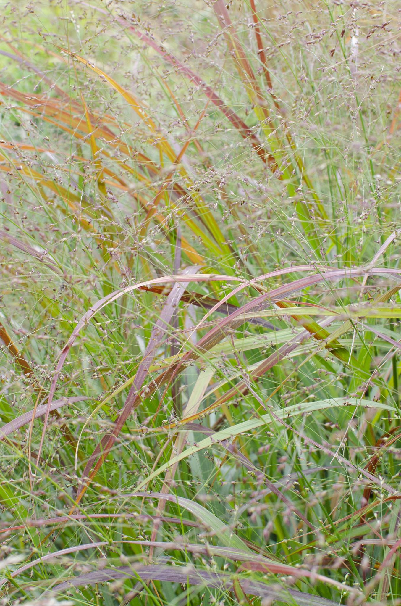 Panicum virgatum Cheyenne Sky - Ø23 -?60cm