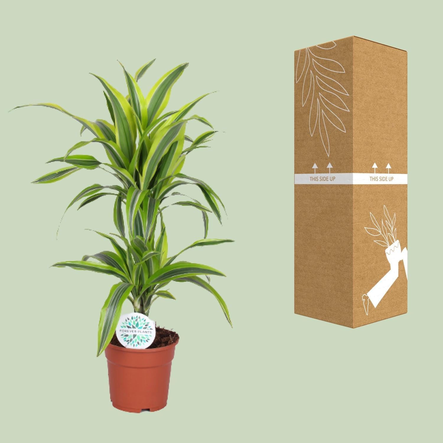 Dracaena Zitrone Limette - Ø17cm - ↕65cm