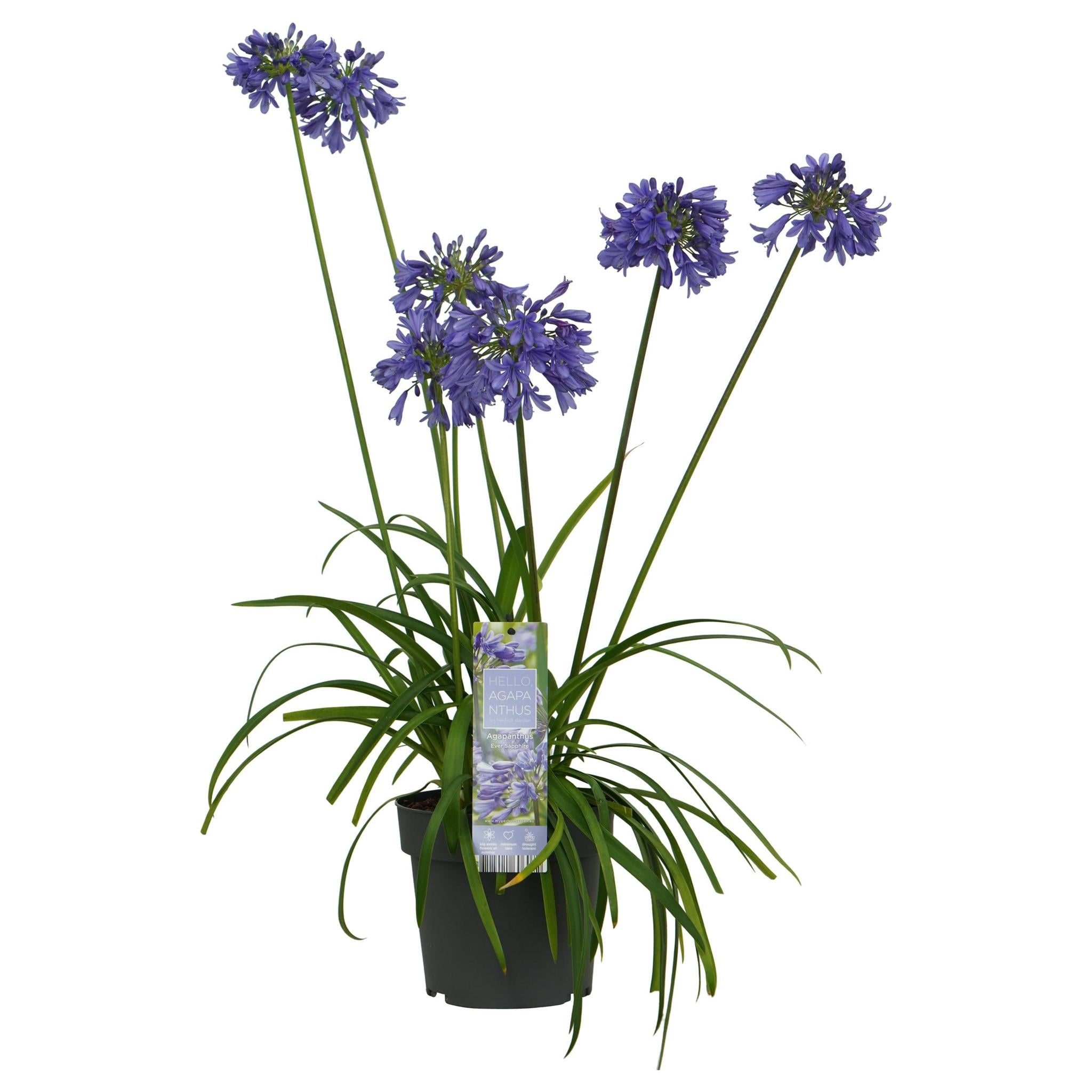 Agapanthus 'Ever Sapphire' - ?30cm - Ø19