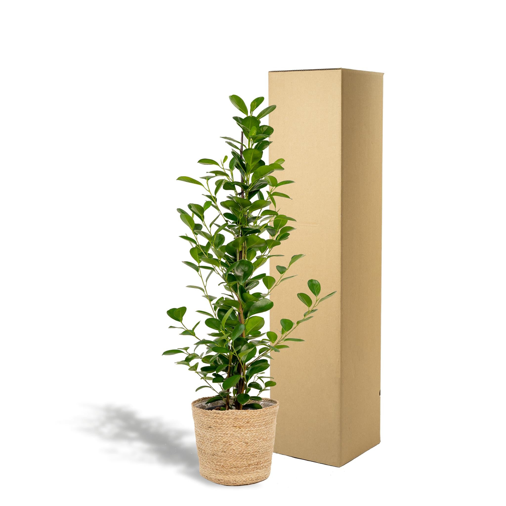 Ficus microcarpa Moclame - Ø21cm - ↕95cm + Mand Selin