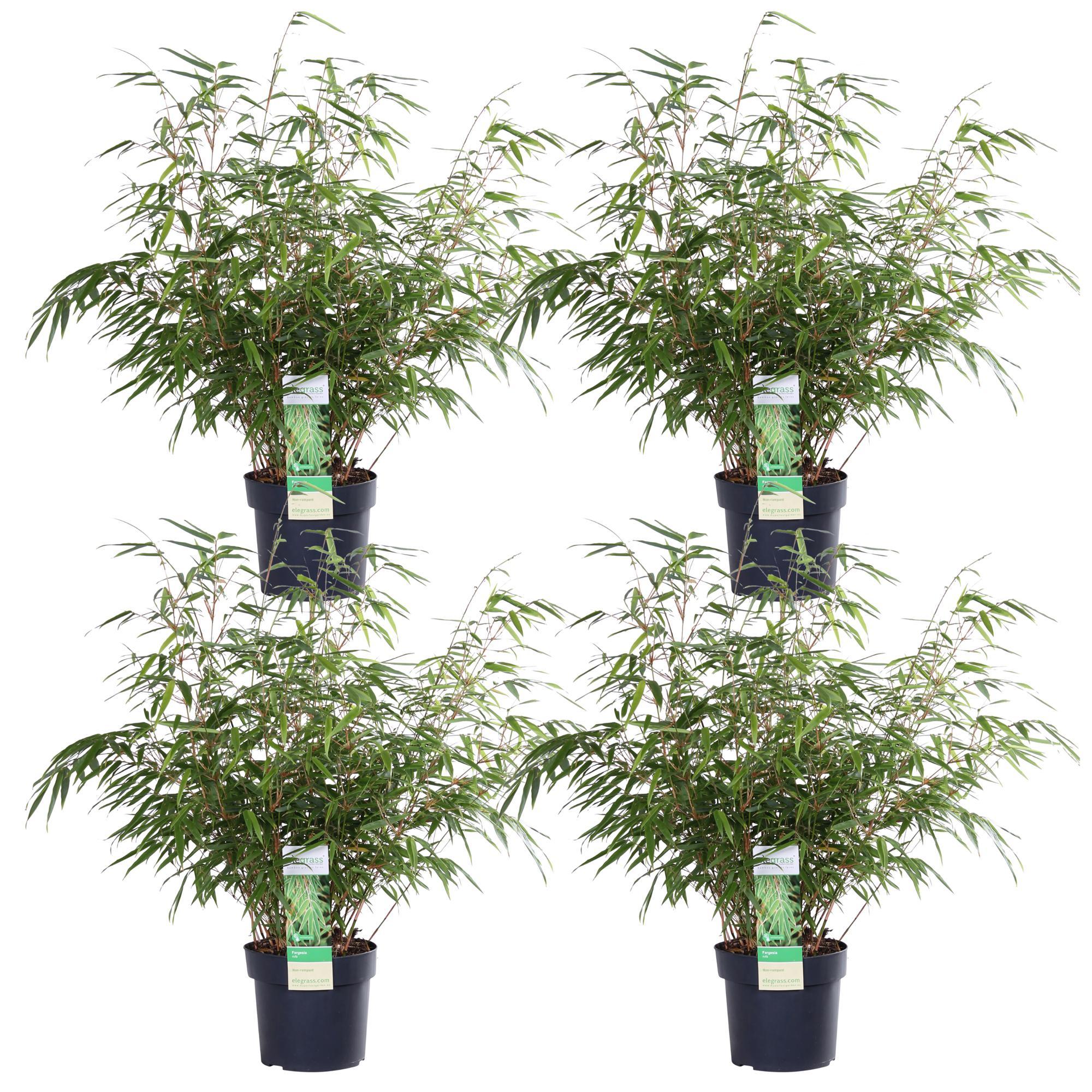 4x Fargesia rufa - ?60cm - Ø19