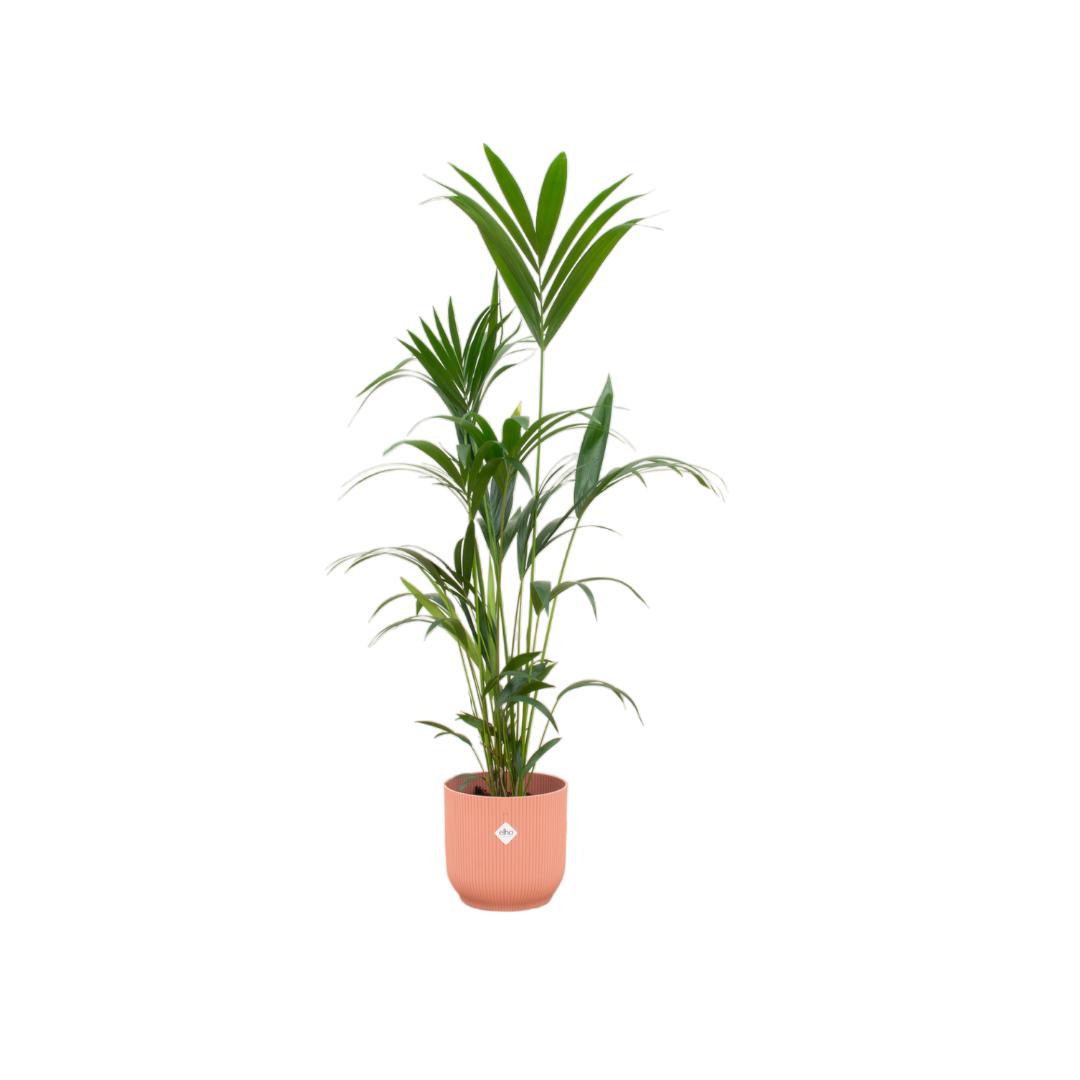 Kentia palm inclusief elho Vibes Fold Rond roze - 160cm - Ø30