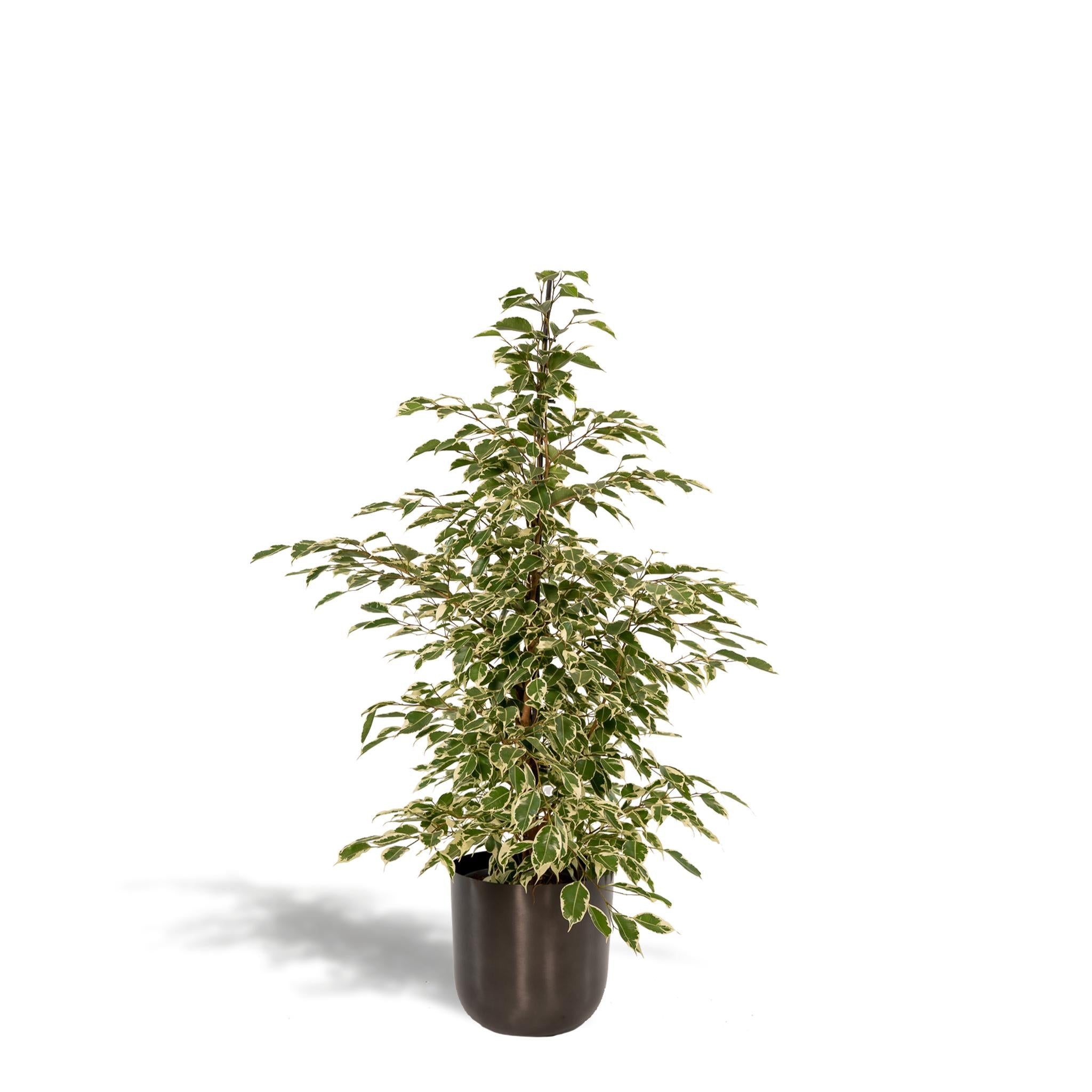 Ficus benjamina Twilight - Ø21cm - ↕95cm + Pot Mayk Lood