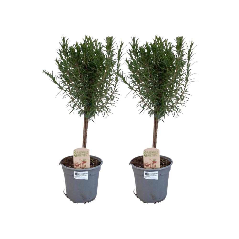 Rosmarinus af. Stam - 2 stuks - Ø14cm - ↕45cm