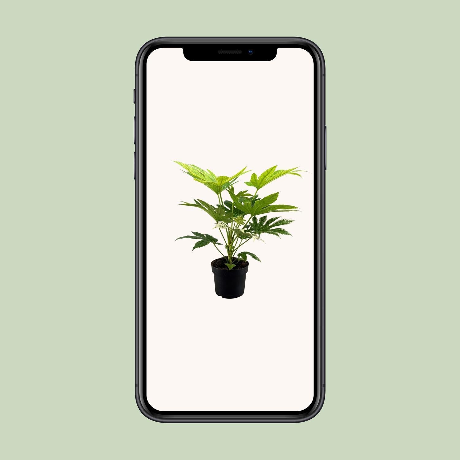 Fatsia Japonica Spinnenweb - Ø17cm - ↕50cm