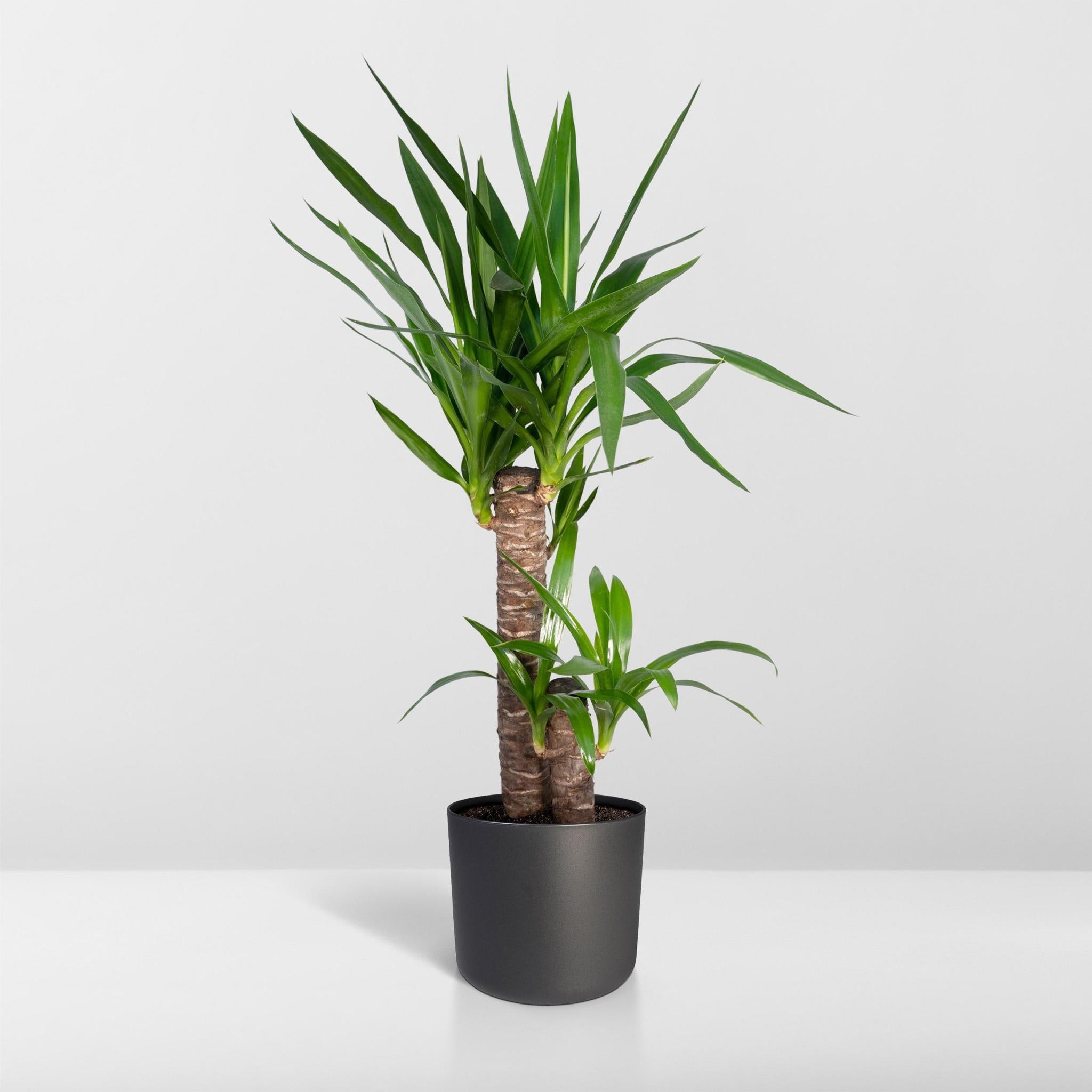 Yucca Olifantspoot - Ø17 - ?85cm