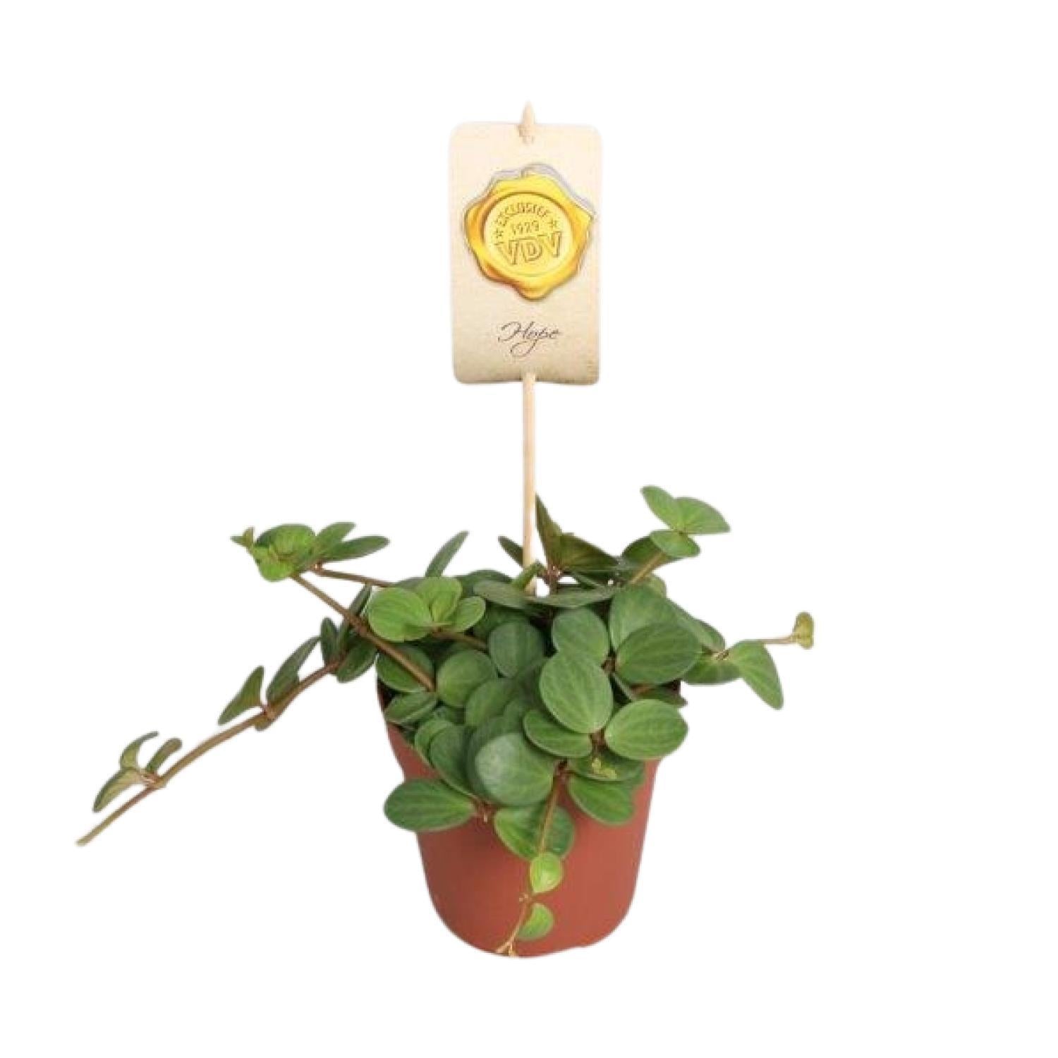 Peperomia Hoop - Ø12cm - ↕15cm