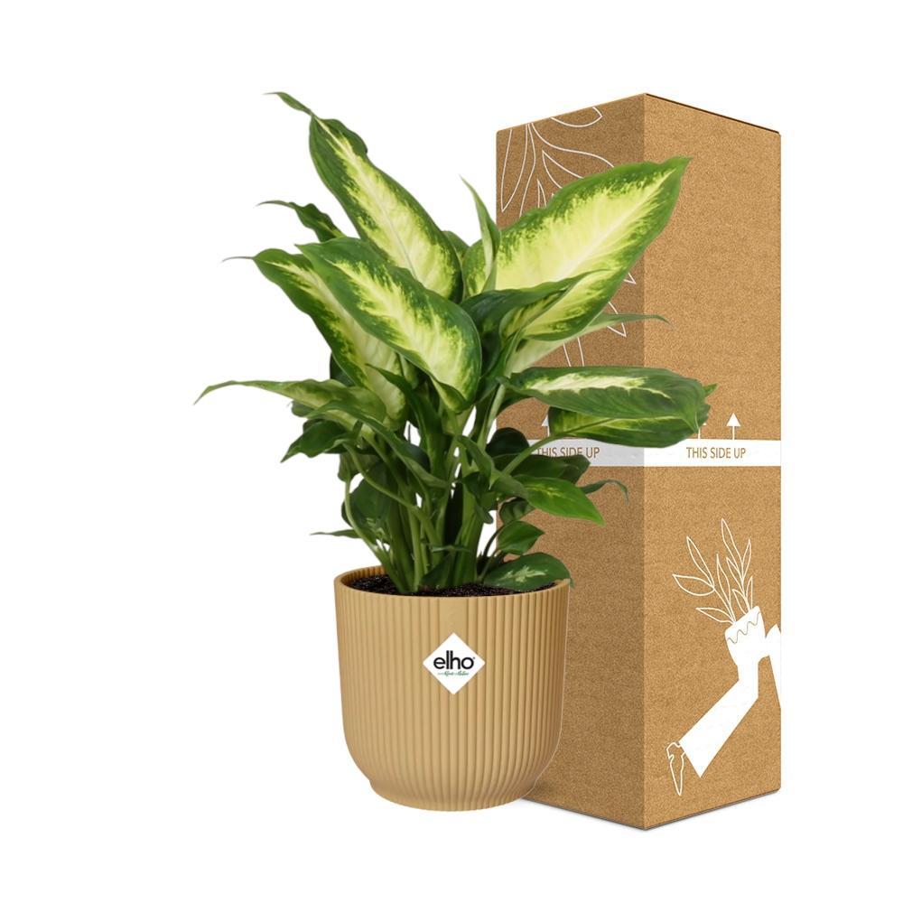 Dieffenbachia 'Camilla' in ELHO Vibes Fold 14cm geel