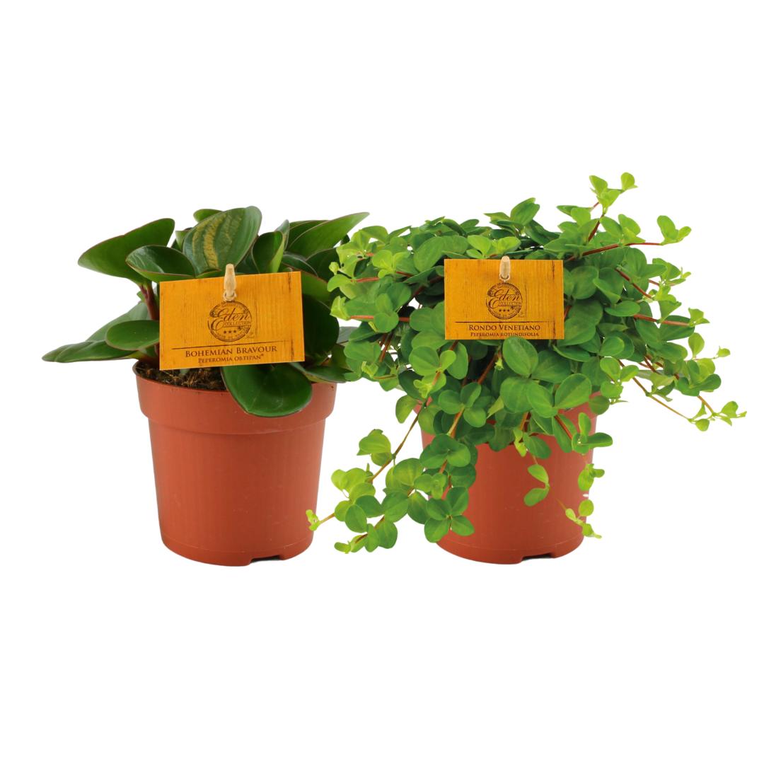 Peperomia Duo 1.0 - 2 stuks - Ø10,5cm - ↕15cm