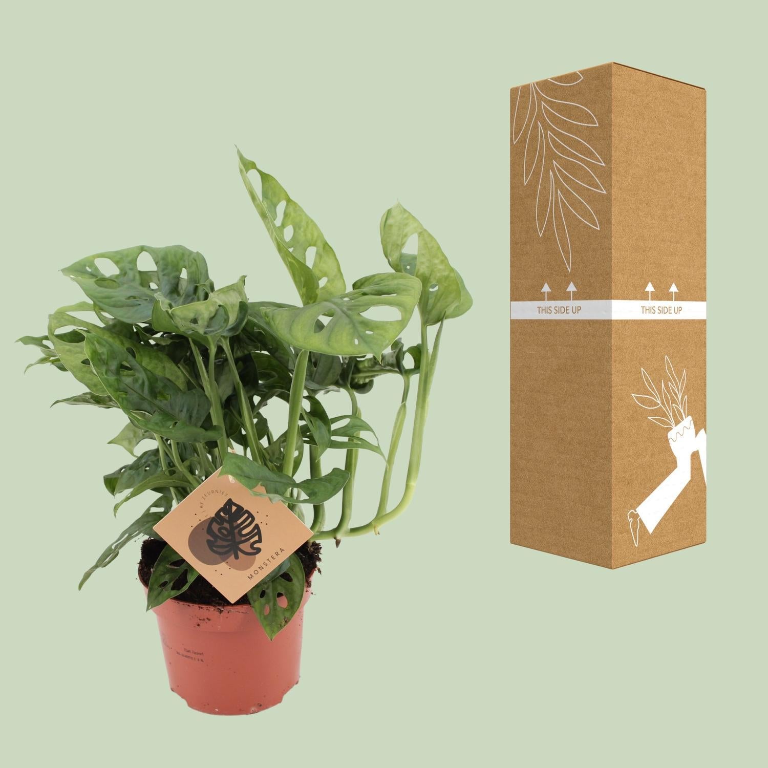 Monstera Aap - Ø12cm - ↕30cm