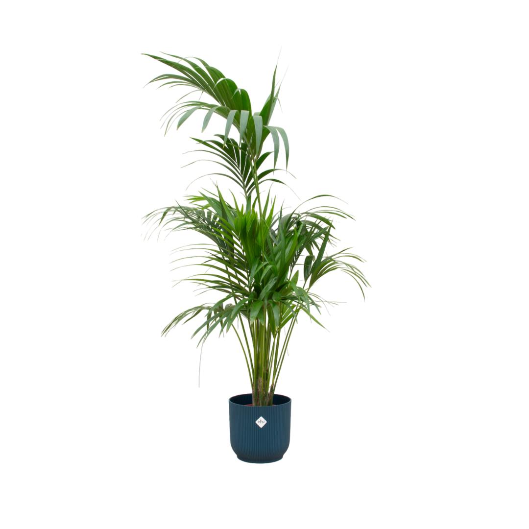 Combideal - Kentia palm inclusief elho Vibes Fold Round blauw Ø30 - 180 cm