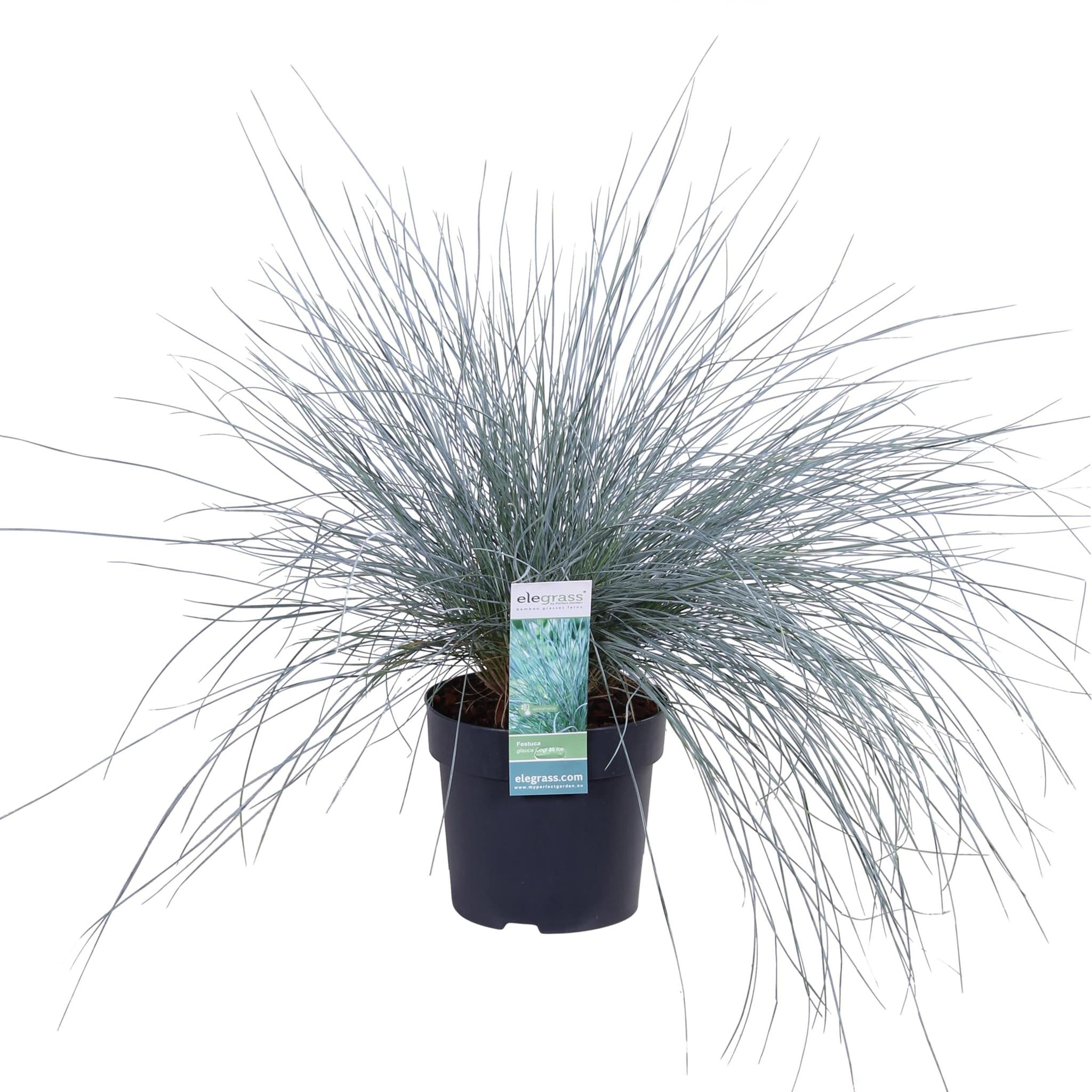 Festuca glauca Azura Blauw - Ø14 - ?30cm