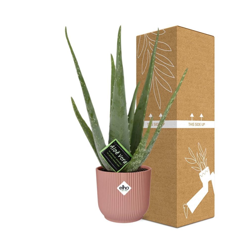 Aloë Vera 12cm in ELHO Vibes Fold 14cm roze