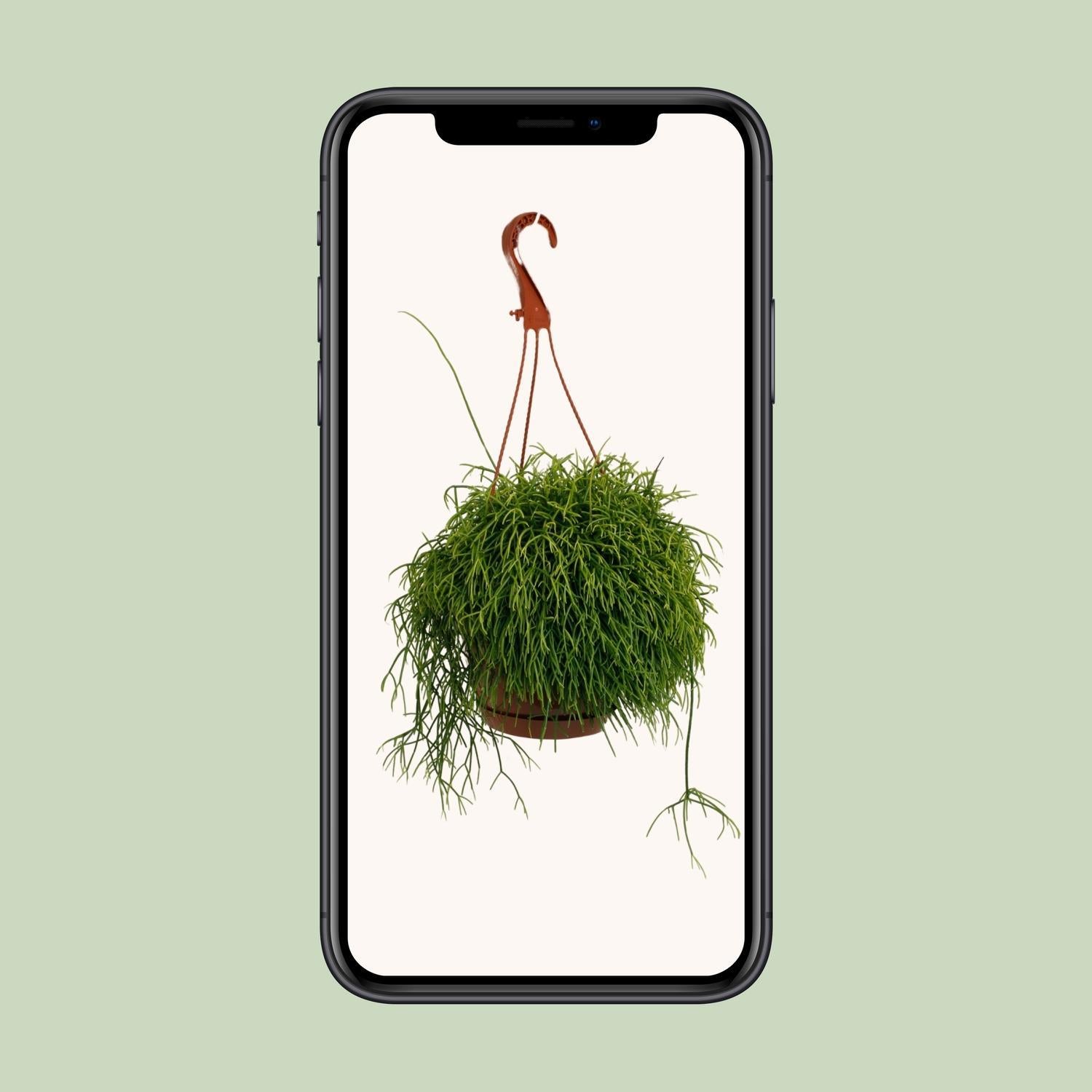 Rhipsalis Cassutha - Ø17cm - ↕45cm