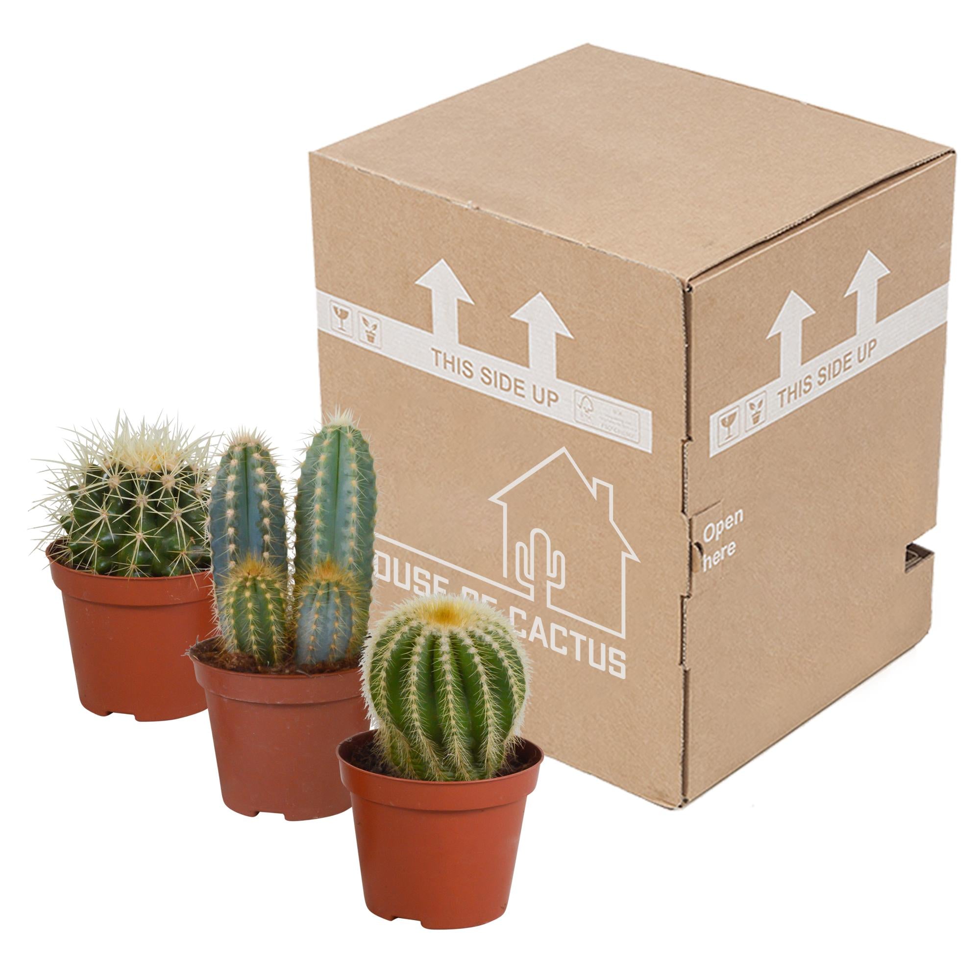 Cactusmix 8,5 cm - 3x - zonder pot