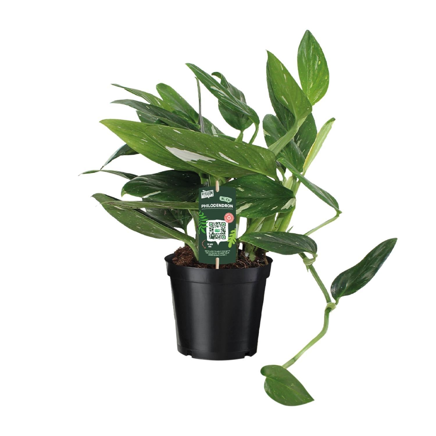 Philodendron Cobra Toef - Ø17 ↕50