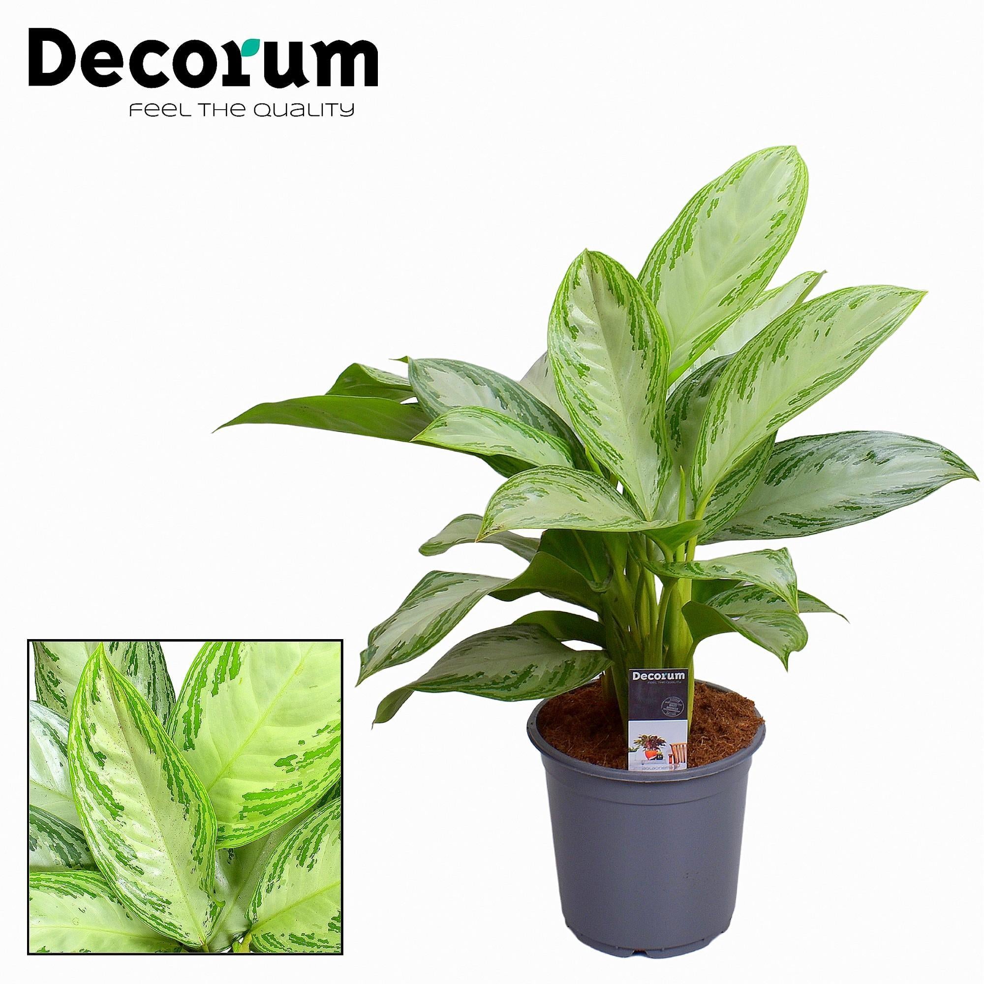 Aglaonema Zilver Bay - Ø21cm - ↕80cm