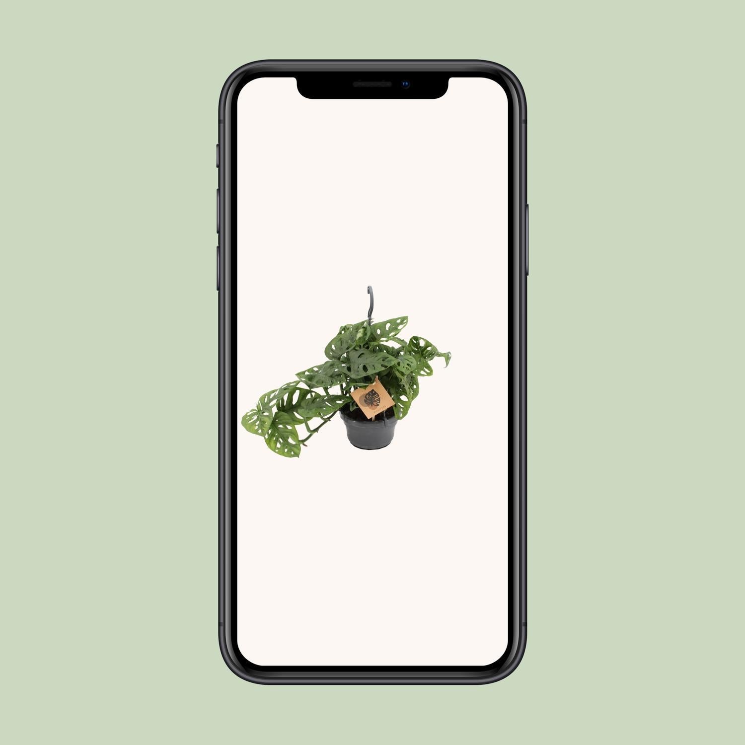 Monstera Aap - Ø14cm - ↕30cm