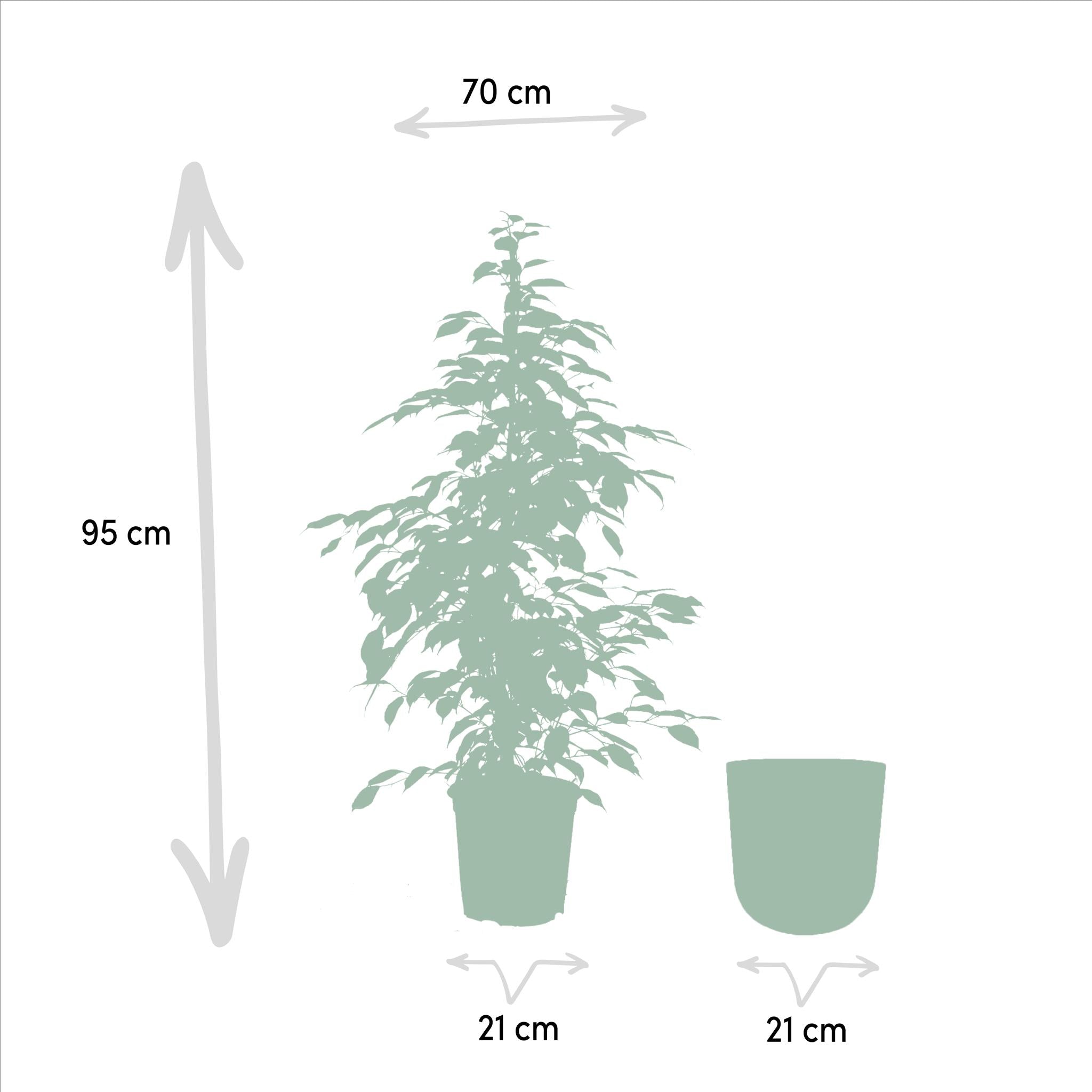 Ficus benjamina Goldenking - Ø21cm - ↕95cm + Pot Mayk Lood