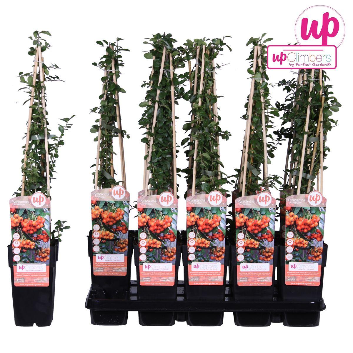 Vuurdoorn 'Orange Glow' - ?65cm - Ø15