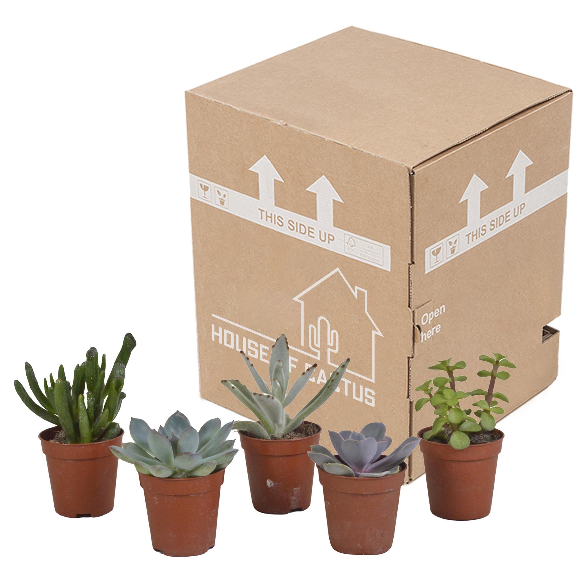 Vetplantenmix 5,5 cm - 5x - zonder pot