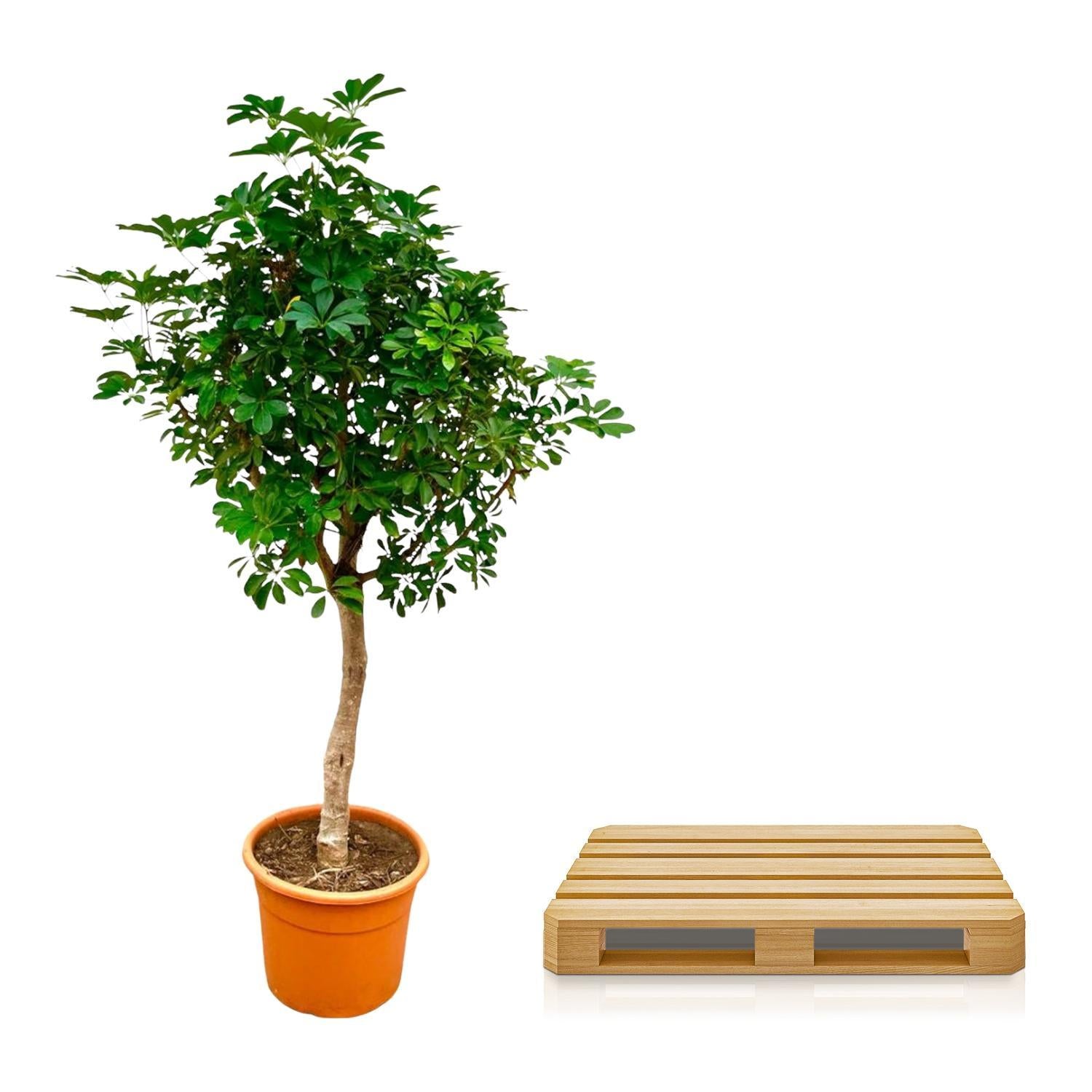Schefflera auf Stamm – 225 cm – ø45