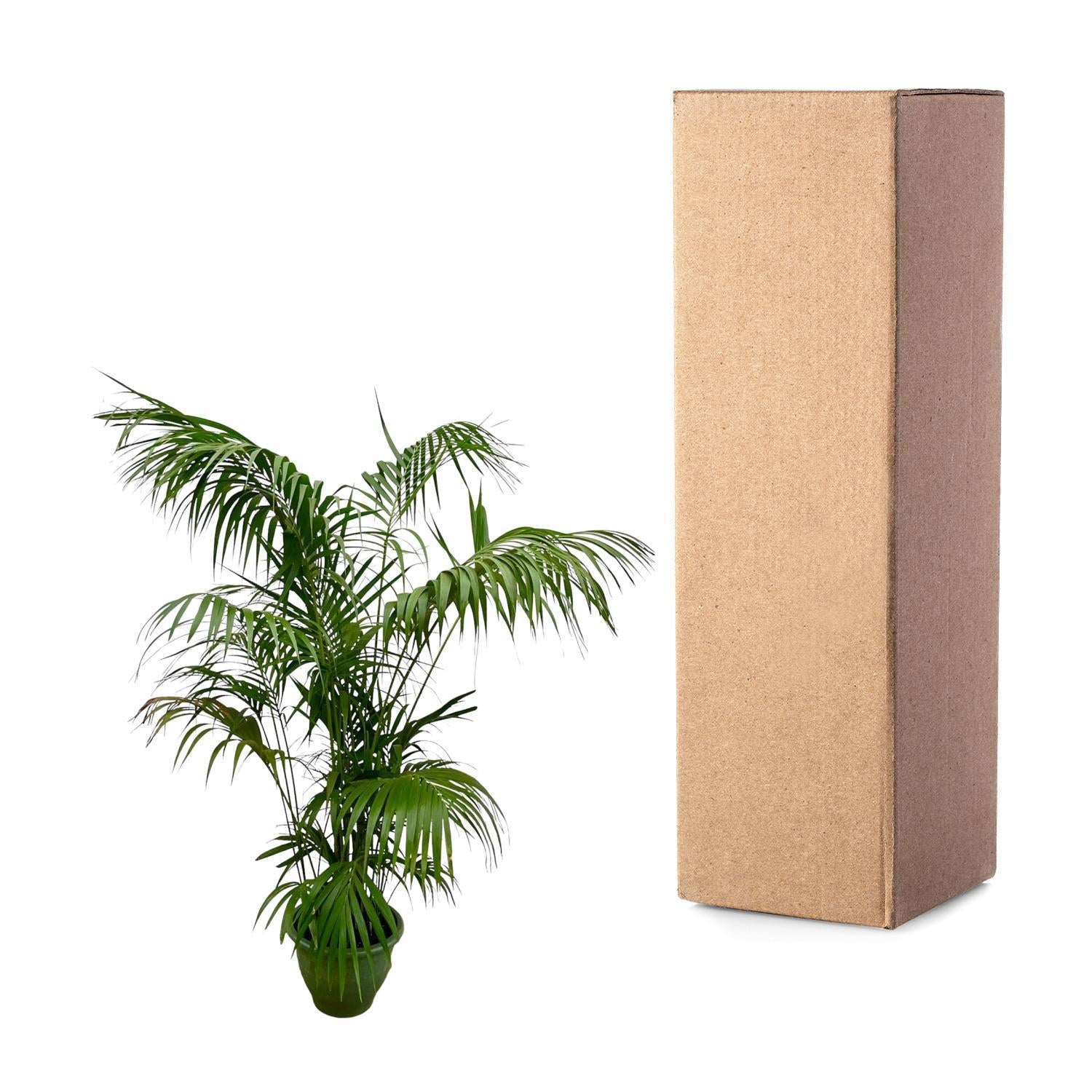 Kentiapalm XXL - 260cm - ø35