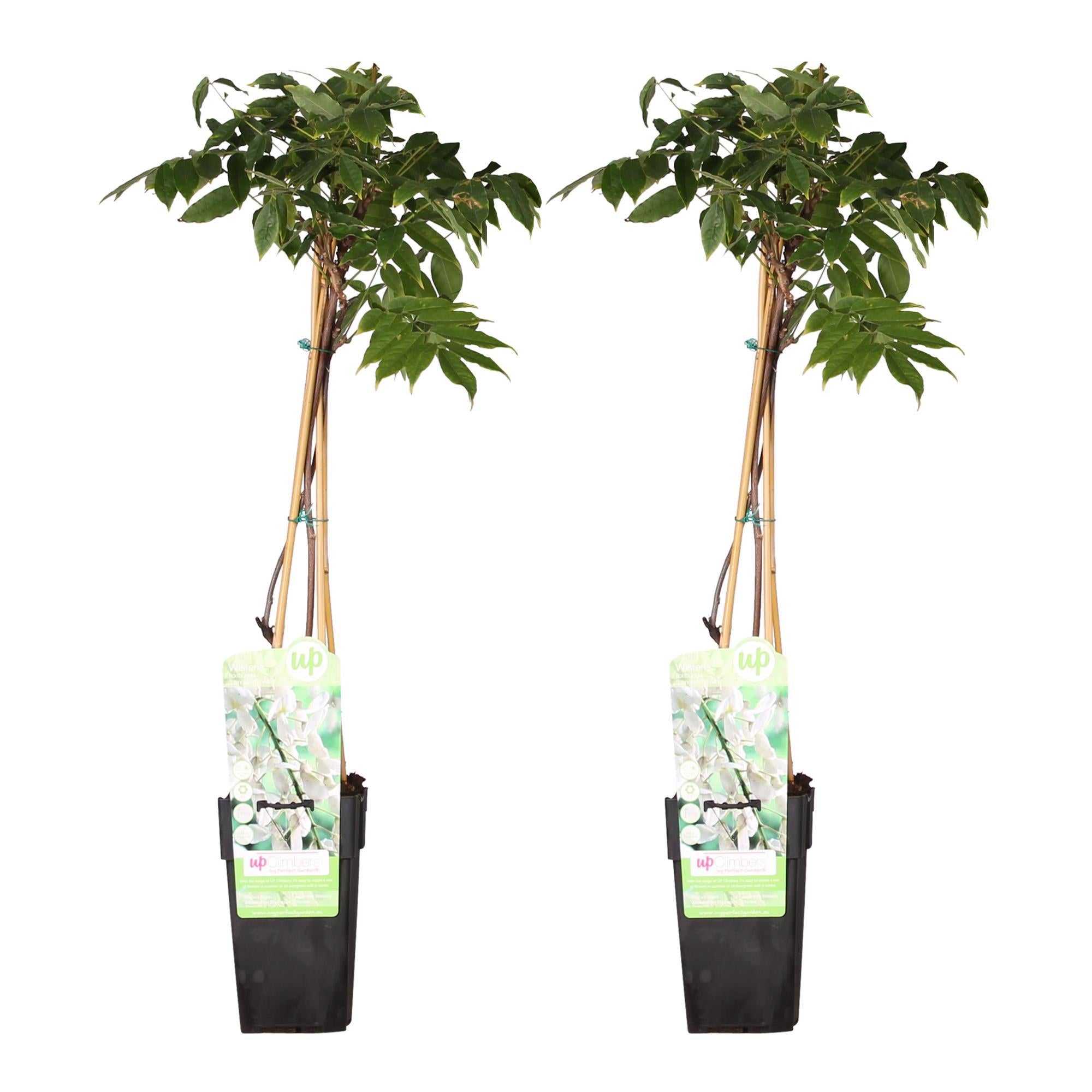 2x Blauweregen floribunda 'Longissima Alba' - ?65cm - Ø15