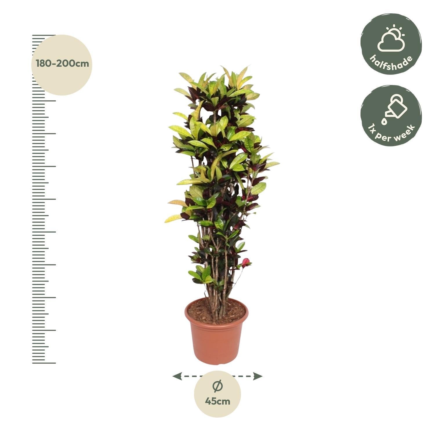 Codiaeum ijston (Croton ijston) - 190 cm - ø45