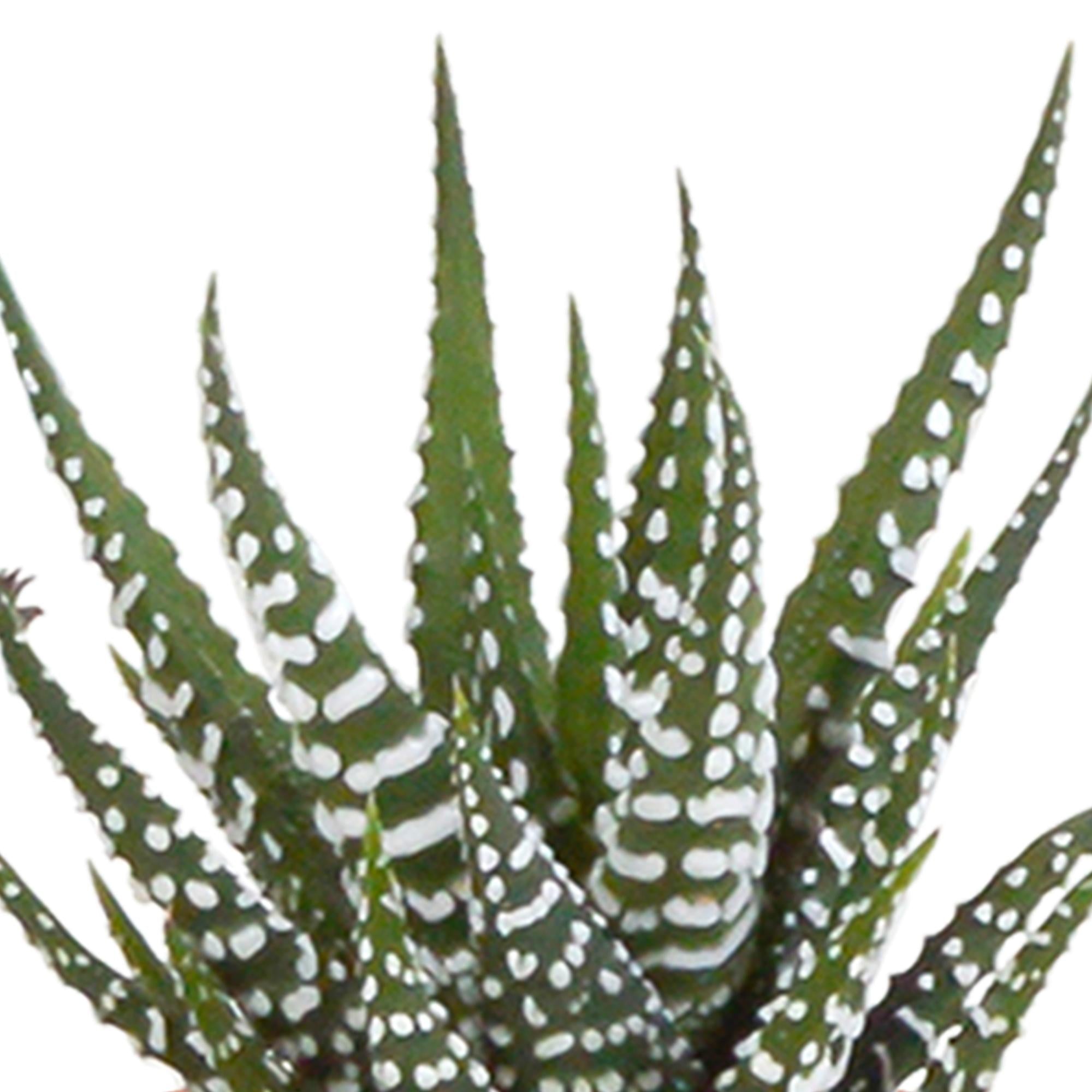 Cactus en vetplanten mix 5,5 cm | 15 Stück – im weißen Topf