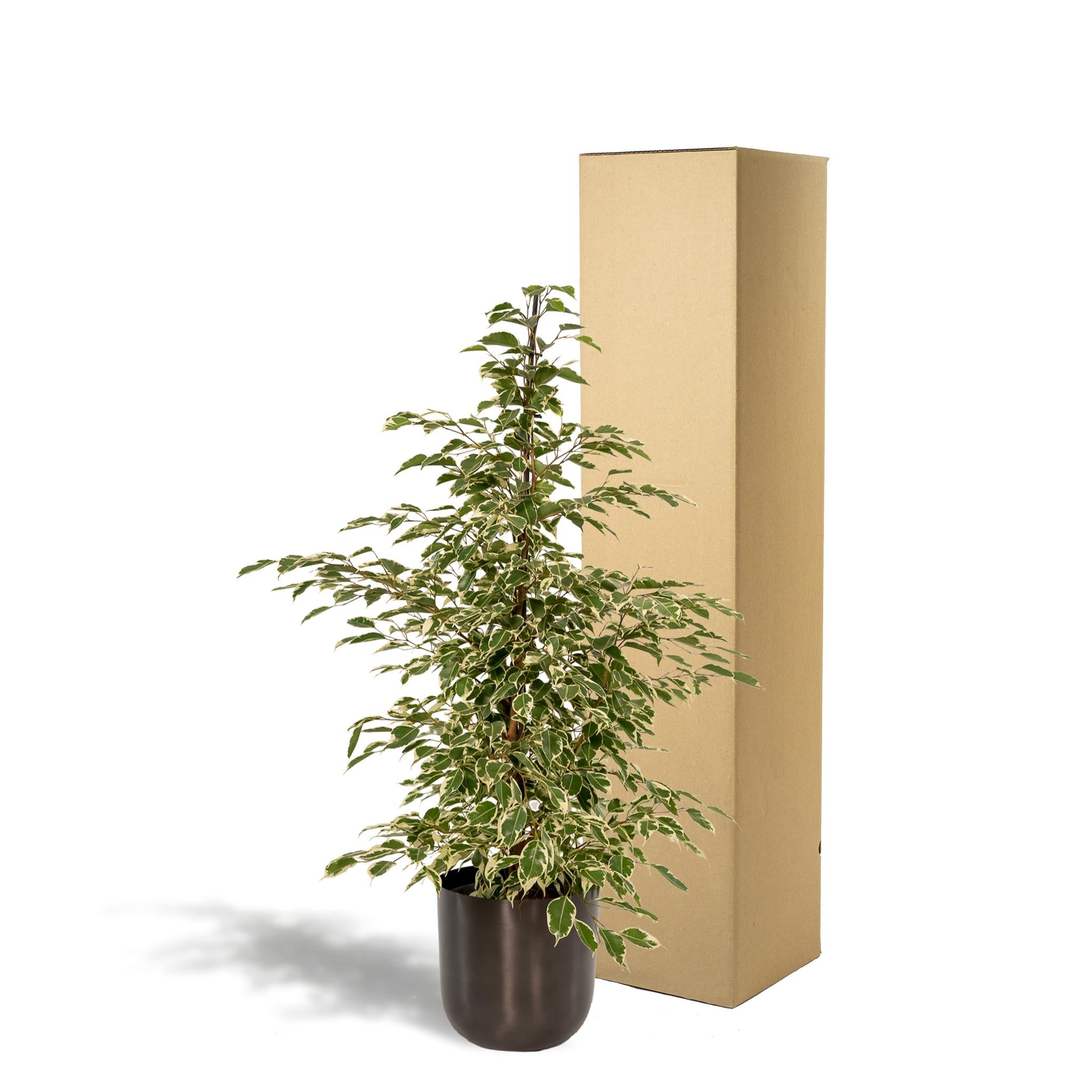 Ficus benjamina Twilight - Ø21cm - ↕95cm + Pot Mayk Lood