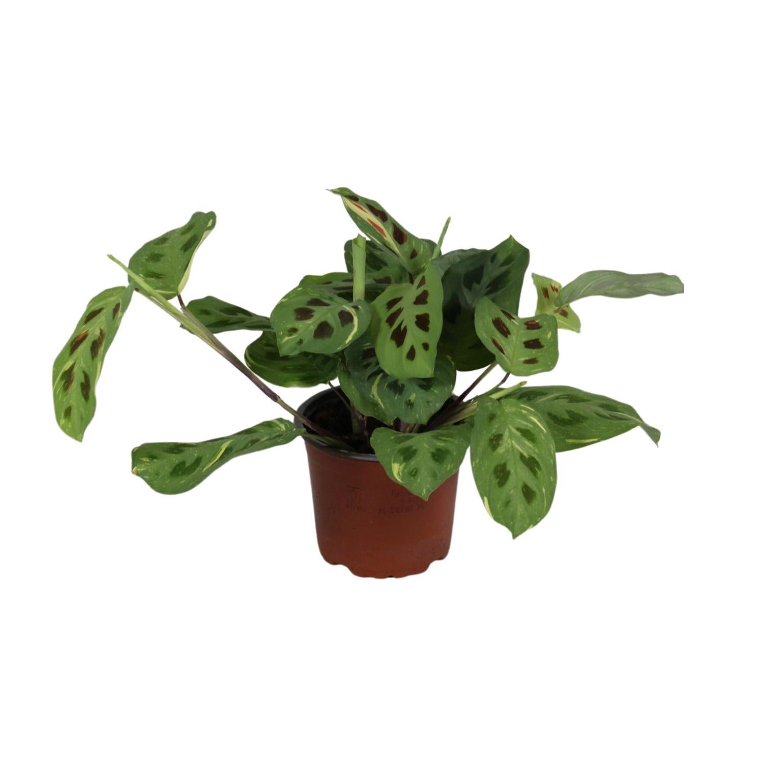 Maranta Leuconeura Tovenaar Variegata - Ø12cm - ↕30cm