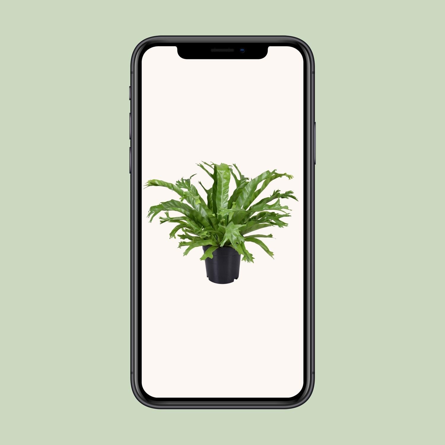 Asplenium Nidus Crissie - Ø17cm - ↕40cm
