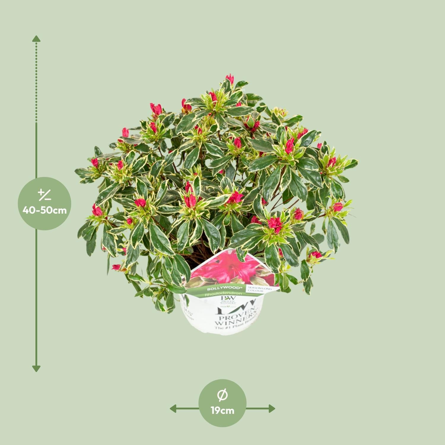 Rhododendron 'Bollywood'® - ?30cm - Ø19cm