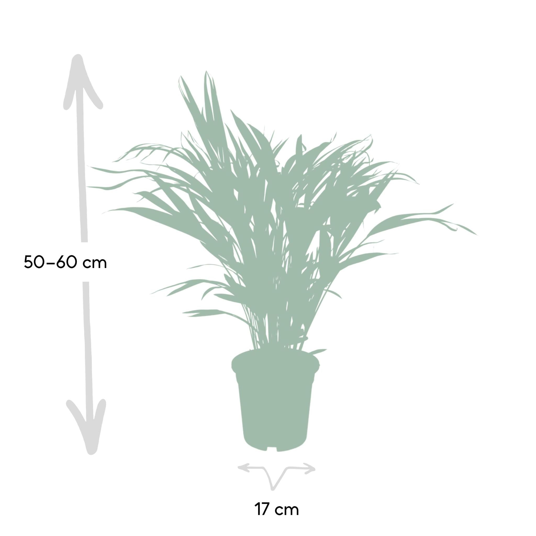 Dypsis Lutescens - Ø17 - ?60cm
