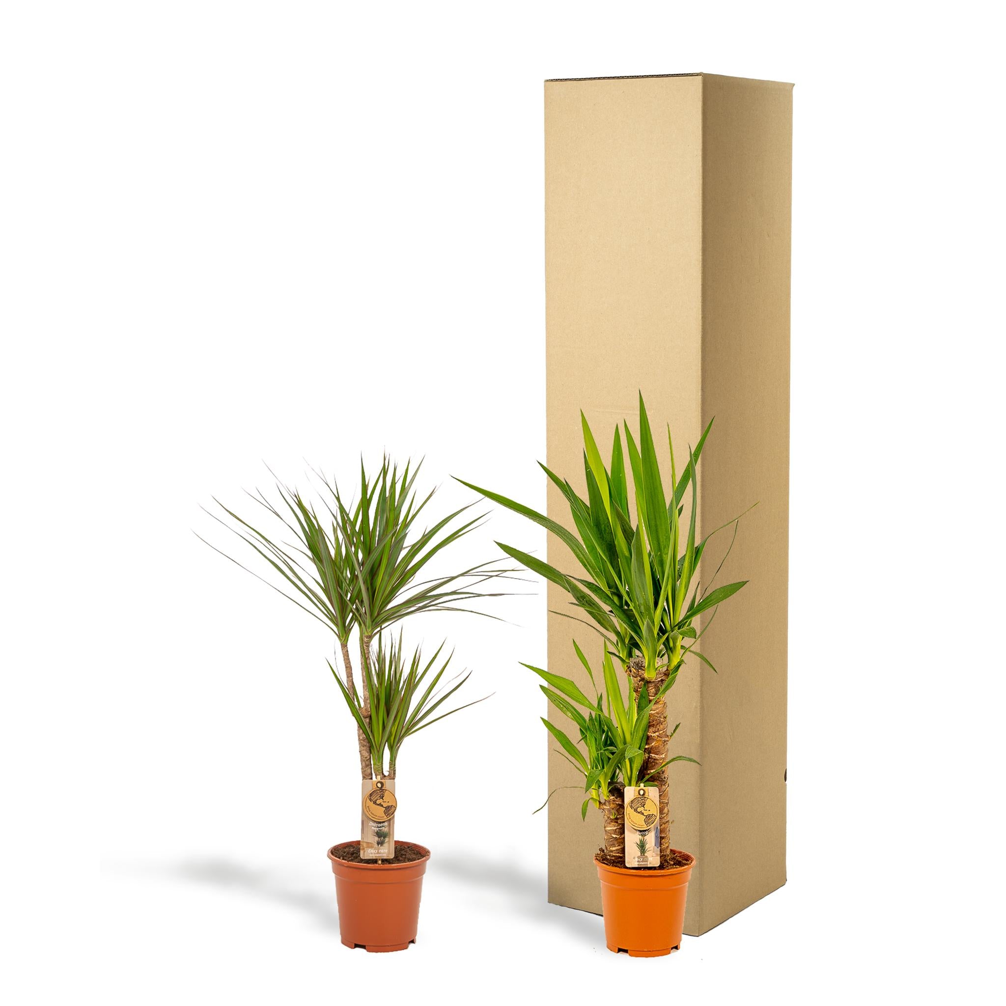 Dracaena?70cm - Ø17cm + Yucca?90cm - Ø17cm