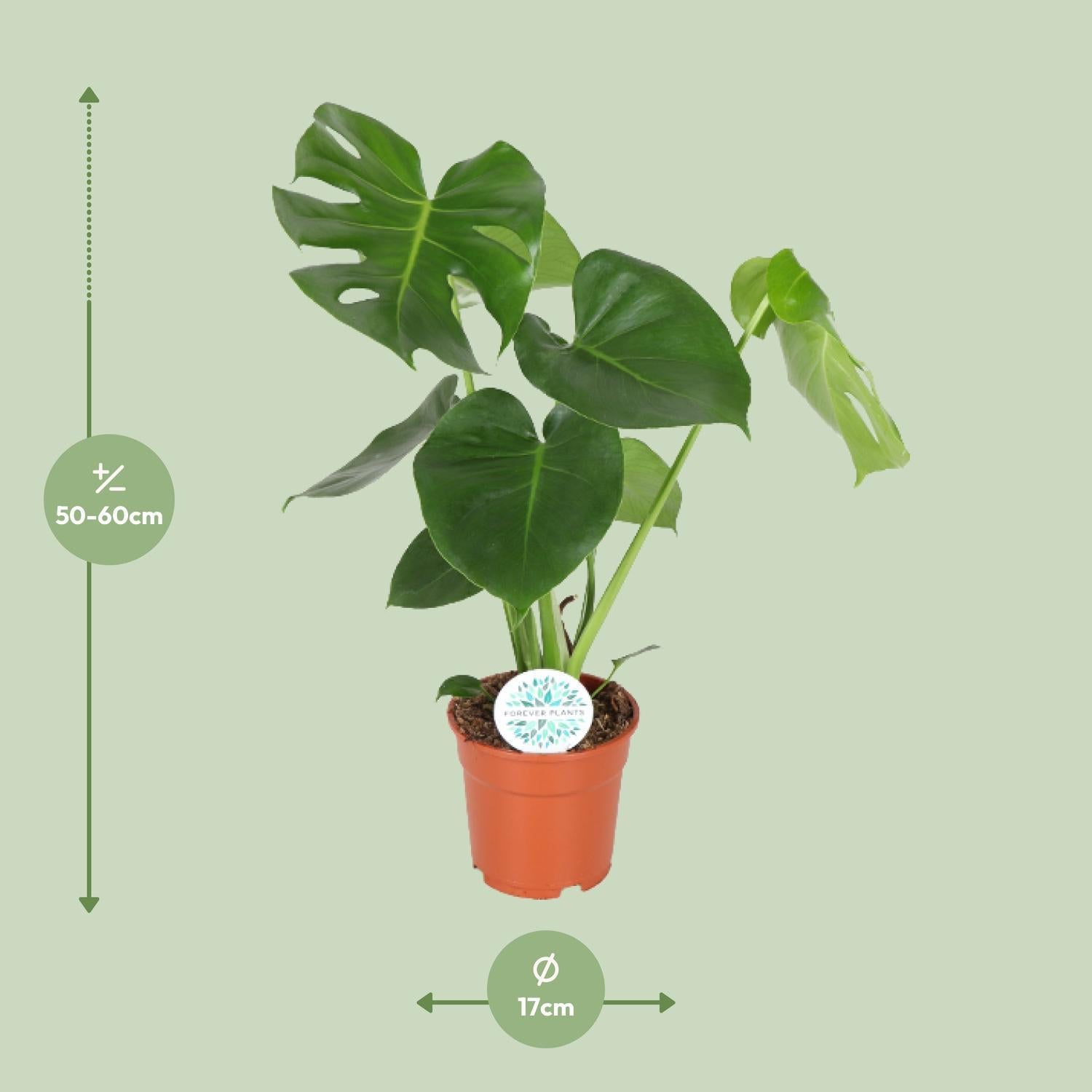 Monstera Deliciosa - Gatenplant - 65cm - Ø21 - Ø17 - 55cm