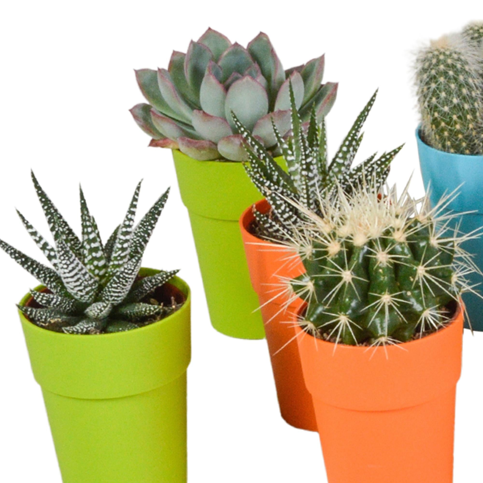 Cactus en vetplanten mix 5,5 cm | 15 Stück – im bunten Plastiktopf
