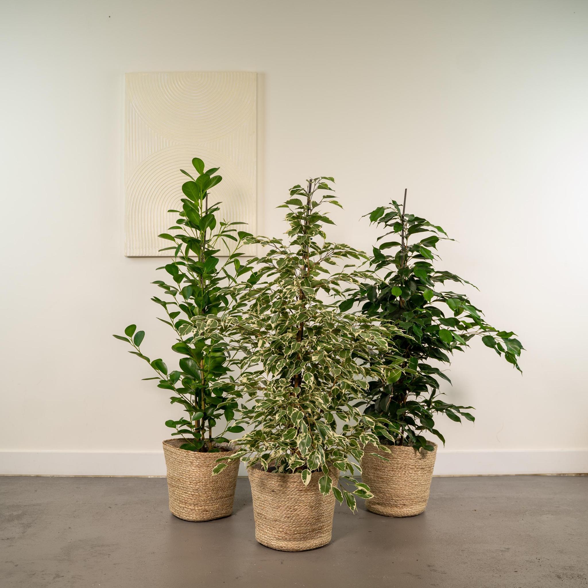 Ficus Benjamina Danielle - Ø21cm - ↕95cm + Ficus Benjamina Twilight - Ø21cm - ↕95cm + Ficus Microcarpa Moclame - Ø21cm - ↕95cm + Mand Selin