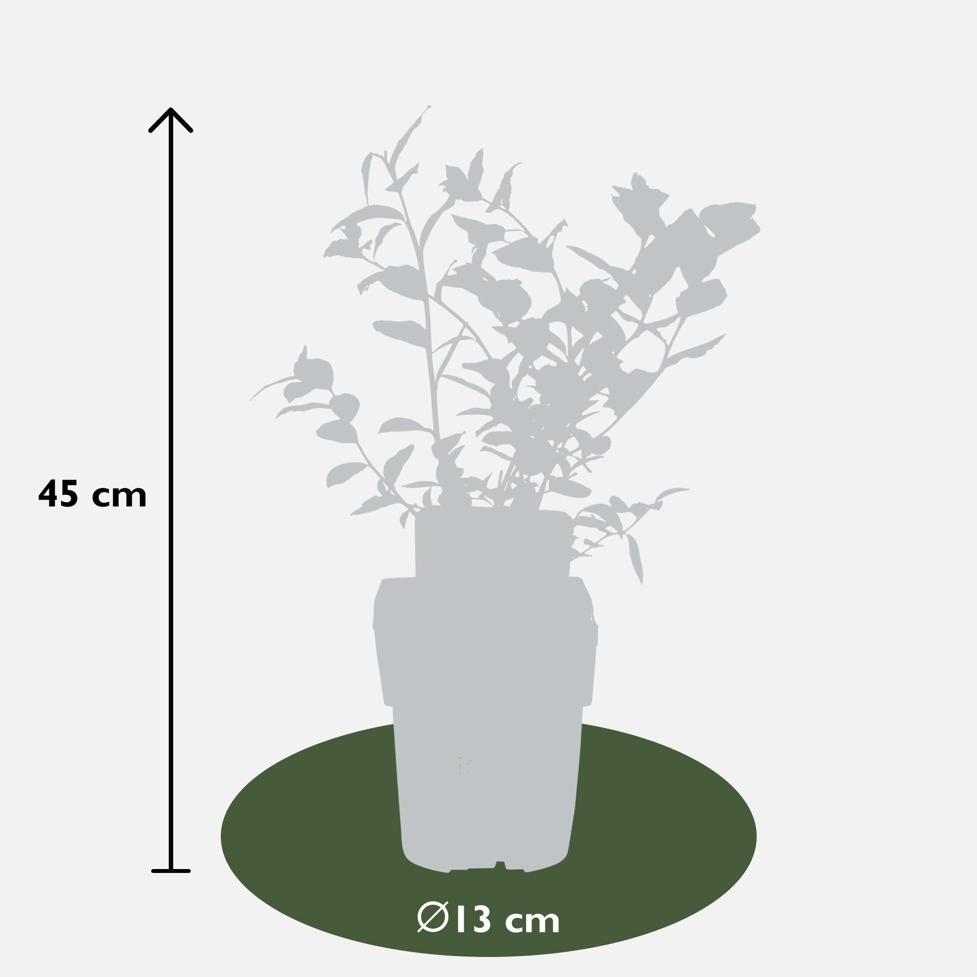 5x - Vaccinium corymbosum 'Reka' - ?45cm - Ø13