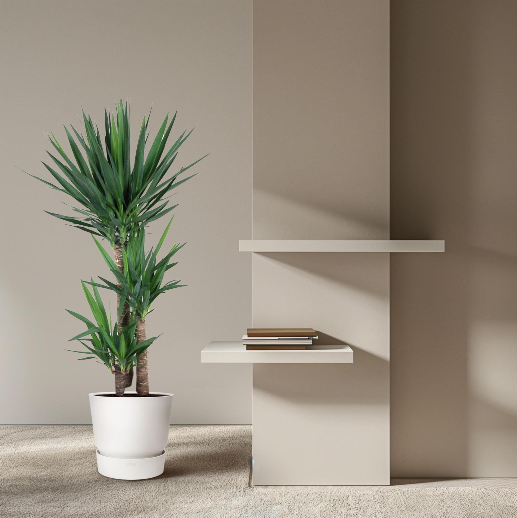 Yucca Olifantspoot - 140 cm - ø27