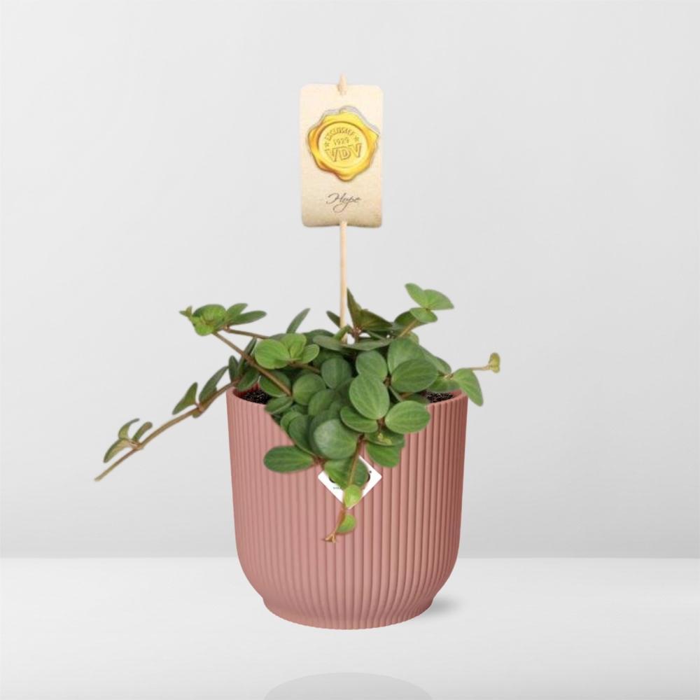 Peperomia 'Hope' in ELHO Vibes Fold 14cm roze