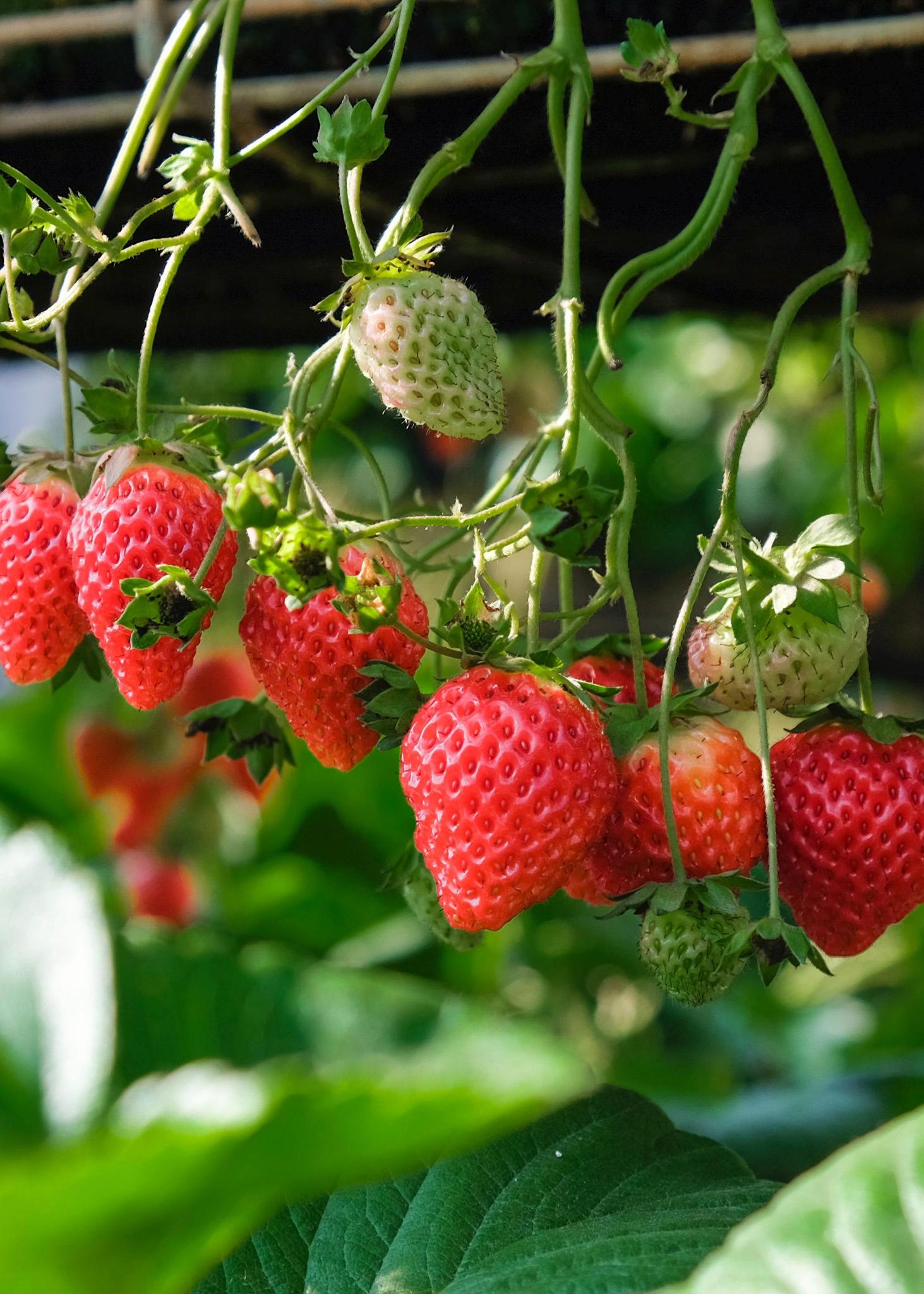 Fragaria x ananassa Delizzimo - Aardbei