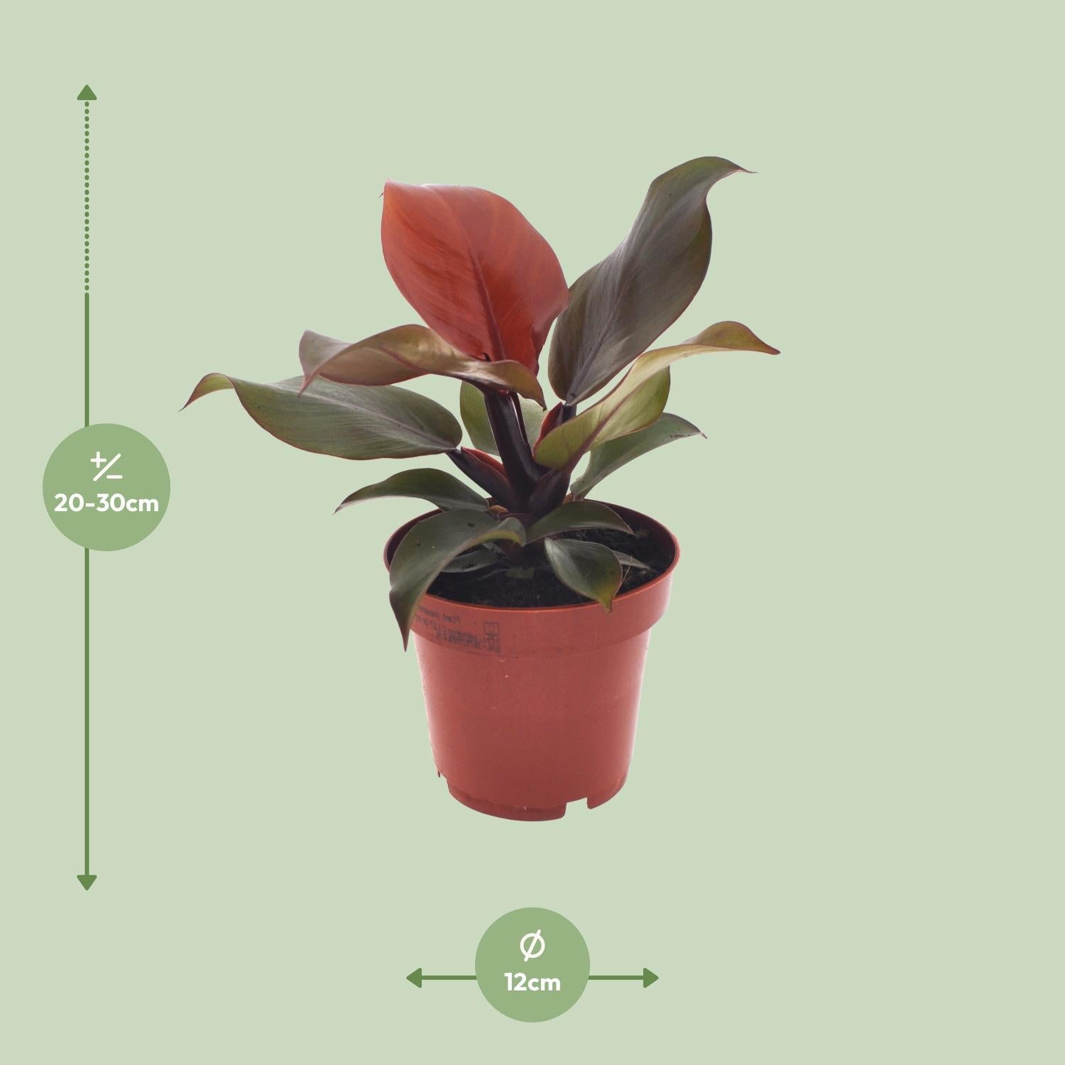 Philodendron Imperial Rood - Ø12cm - ↕25cm