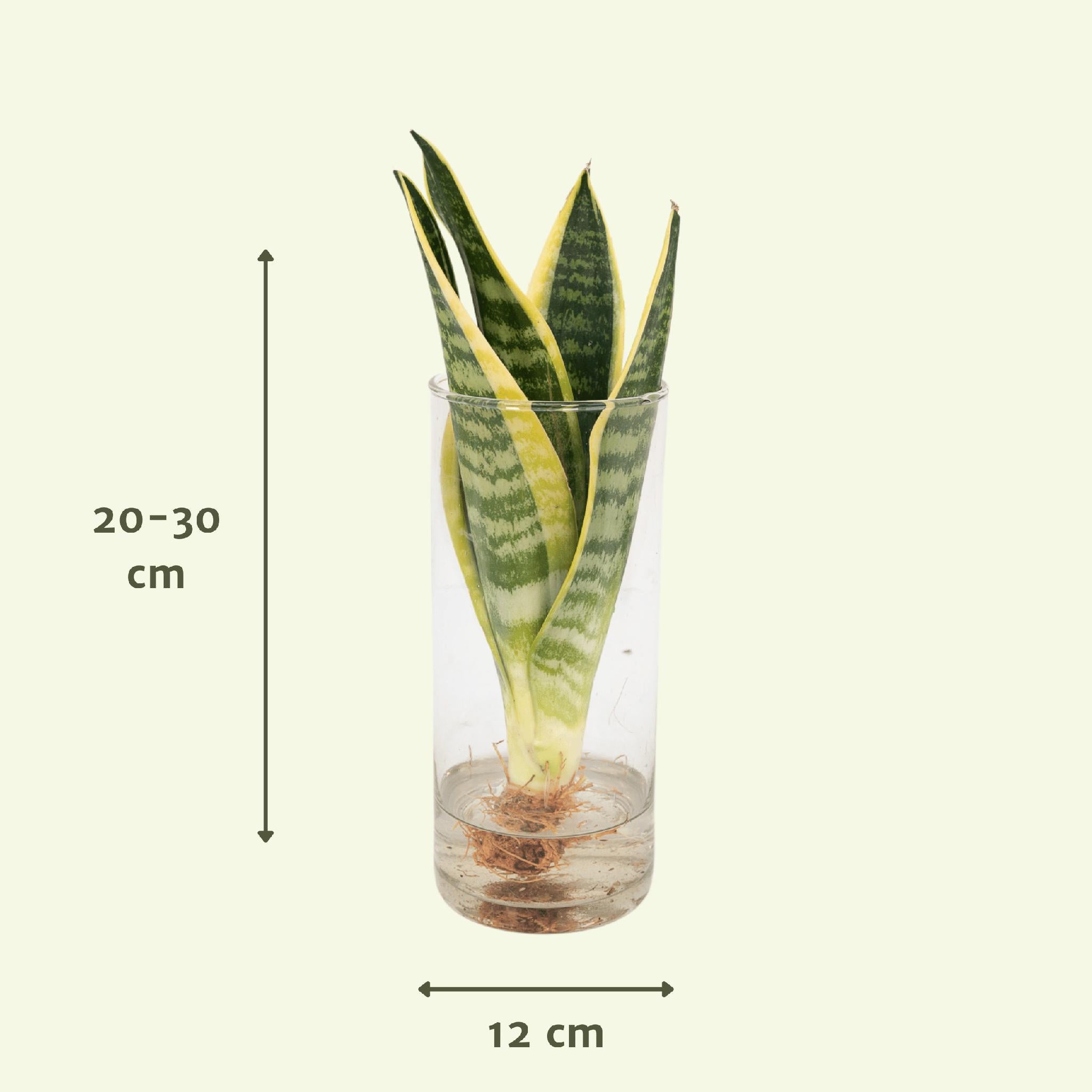 Sanseviera in Cilinderglas - Ø12cm - ↕30cm