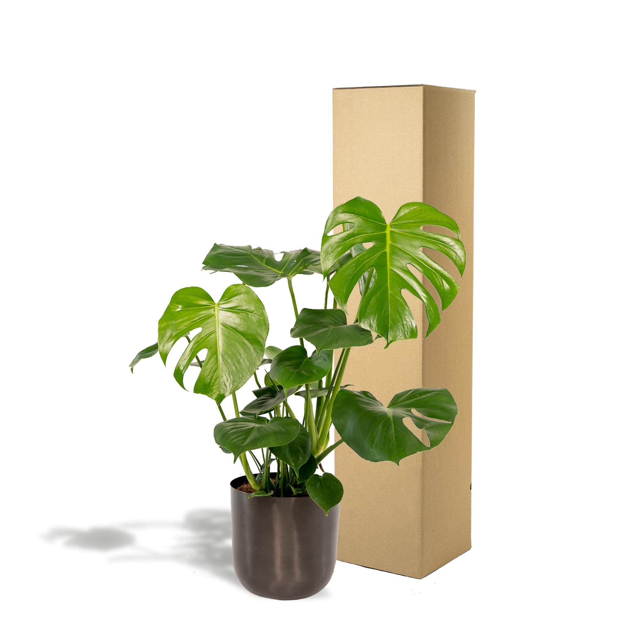 Monstera Deliciosa- ?80cm - Ø21cm + Pot Mayk-lood