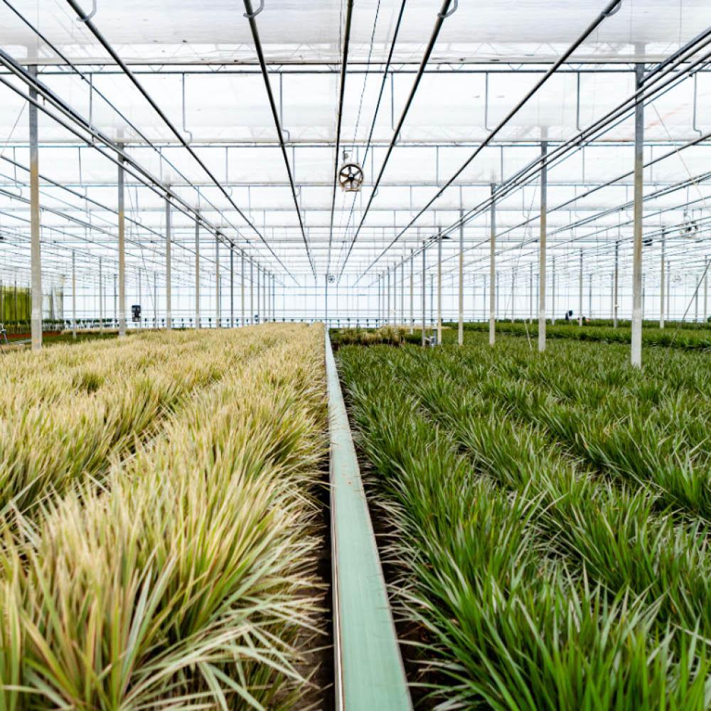 Dracaena - ?120cm - Ø21cm + Dracaena - 70cm - Ø17cm