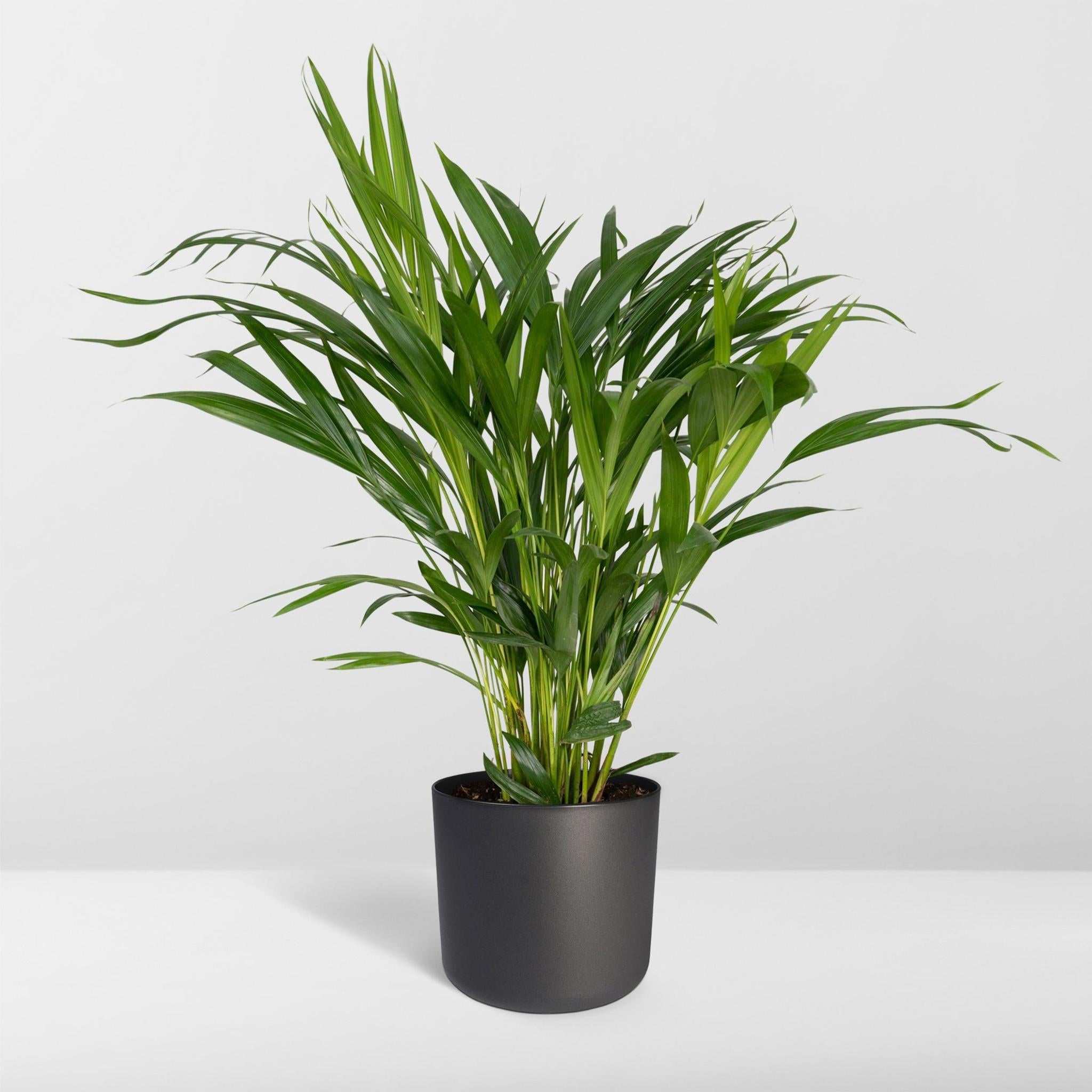 Dypsis Lutescens - Ø17 - ?60cm