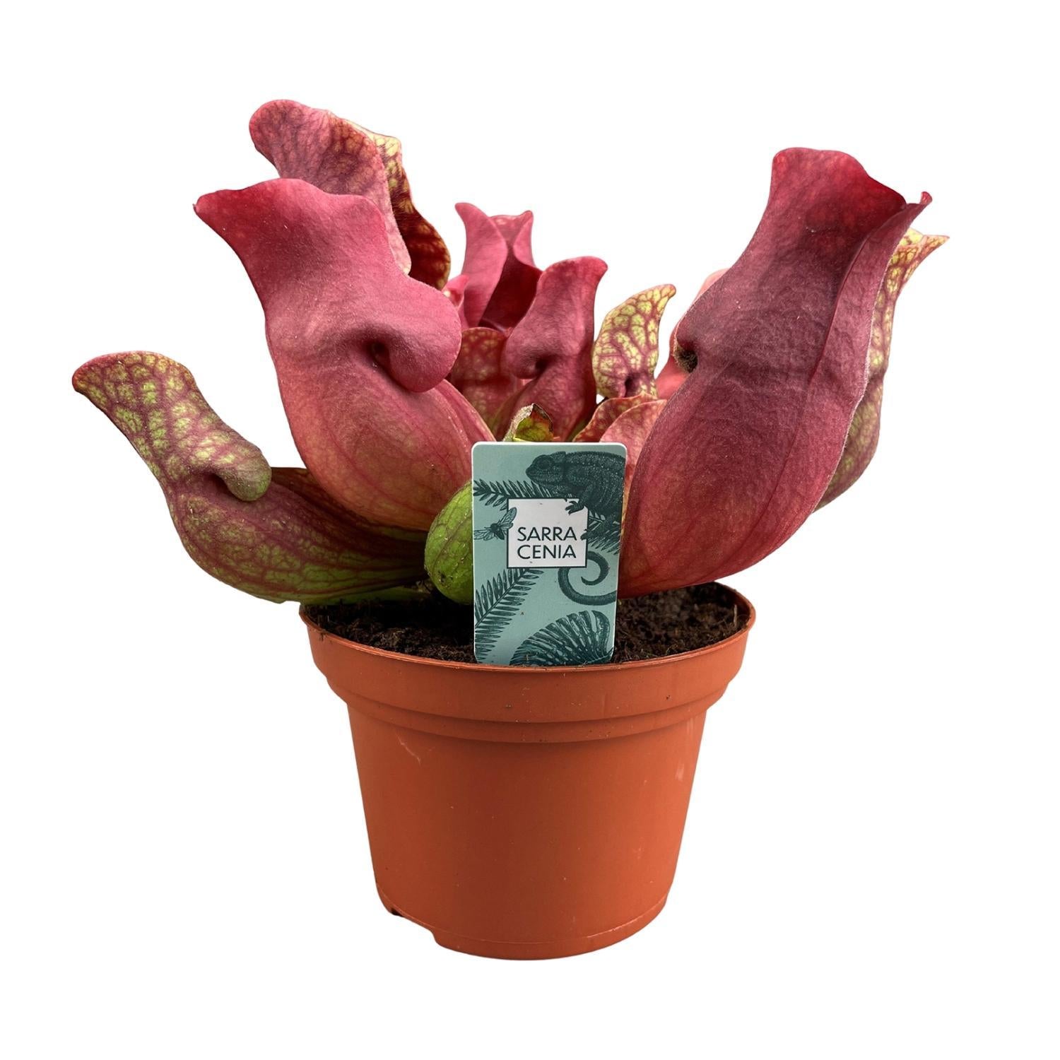 Sarracenia Kastanjebruin - Ø12 ↕23
